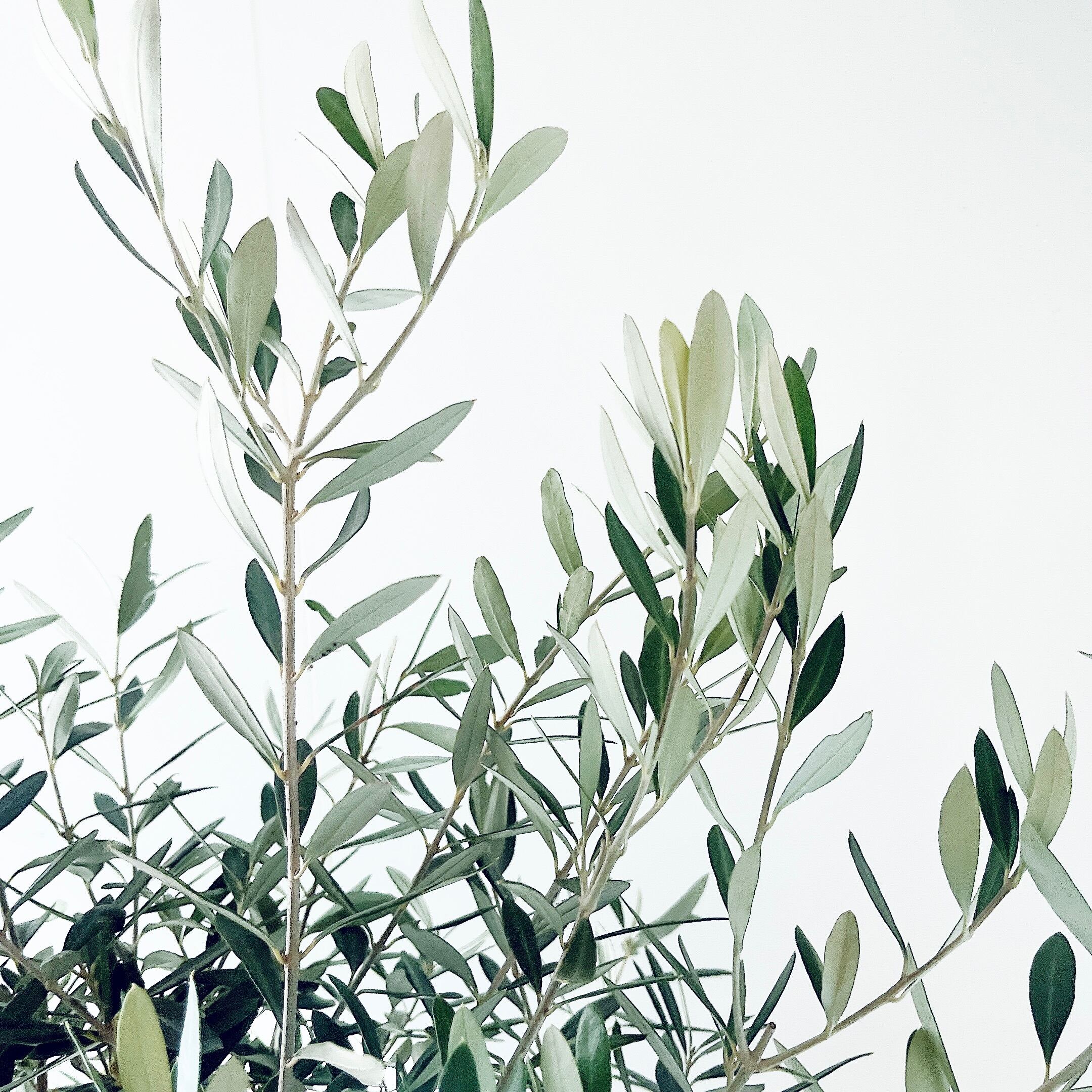 特A品】オリーブ チプレッシーノ Lサイズ 観葉植物 calm cafe | calm