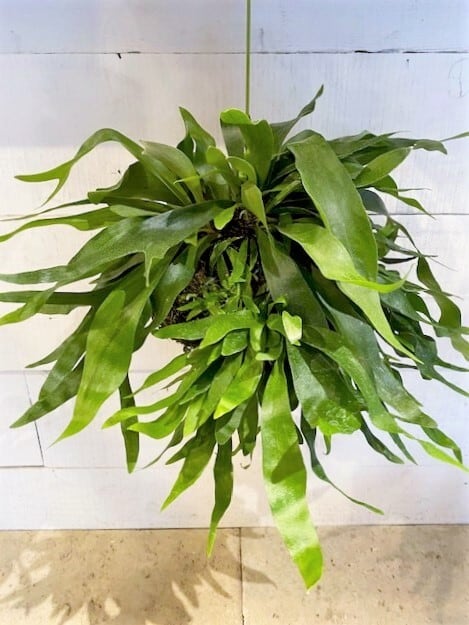 ビカクシダ 苔玉 ※苔玉Φ20cm×W50cm | Botanical56