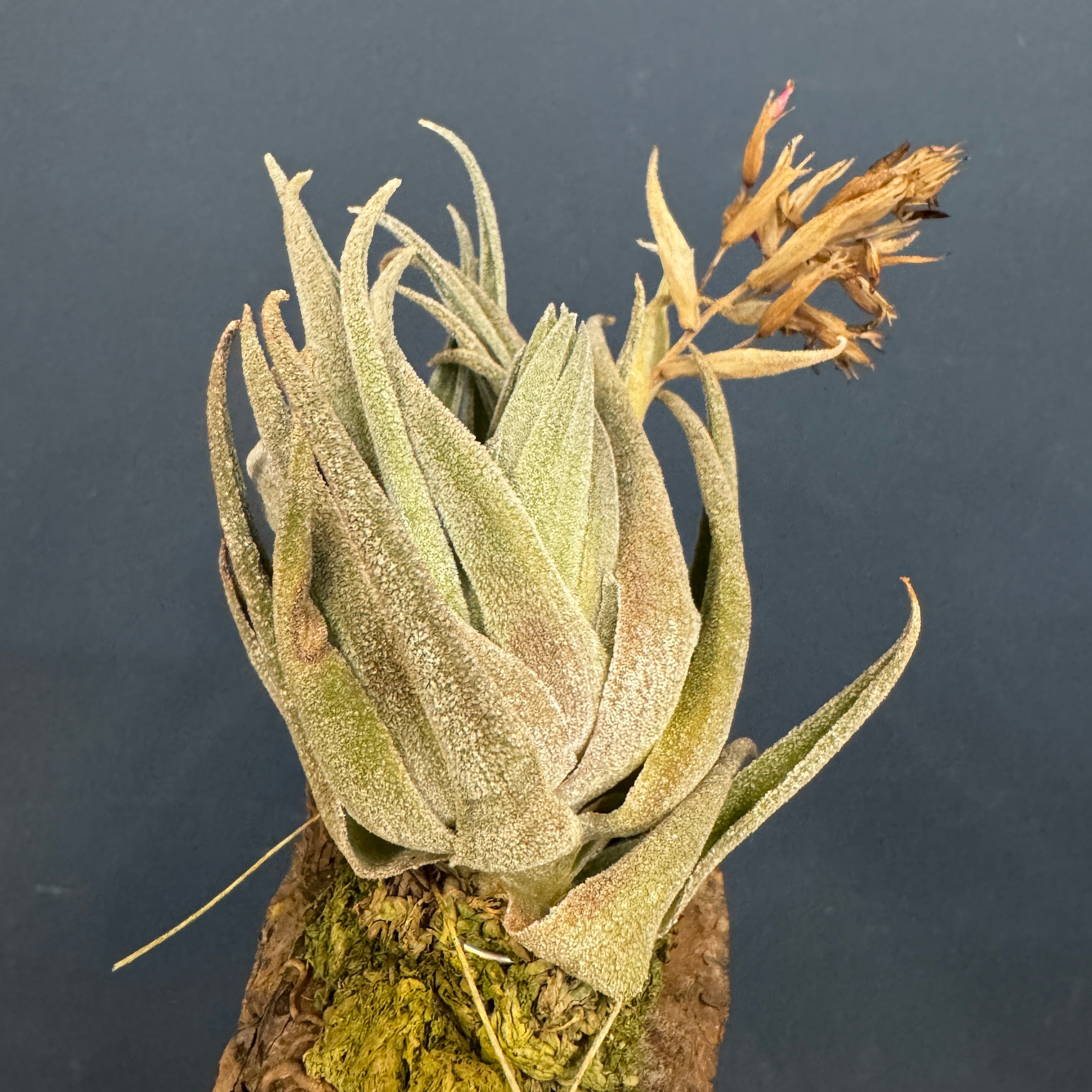 チランジア ブラキフィラ【572】 | PROTOLEAF プロトリーフ