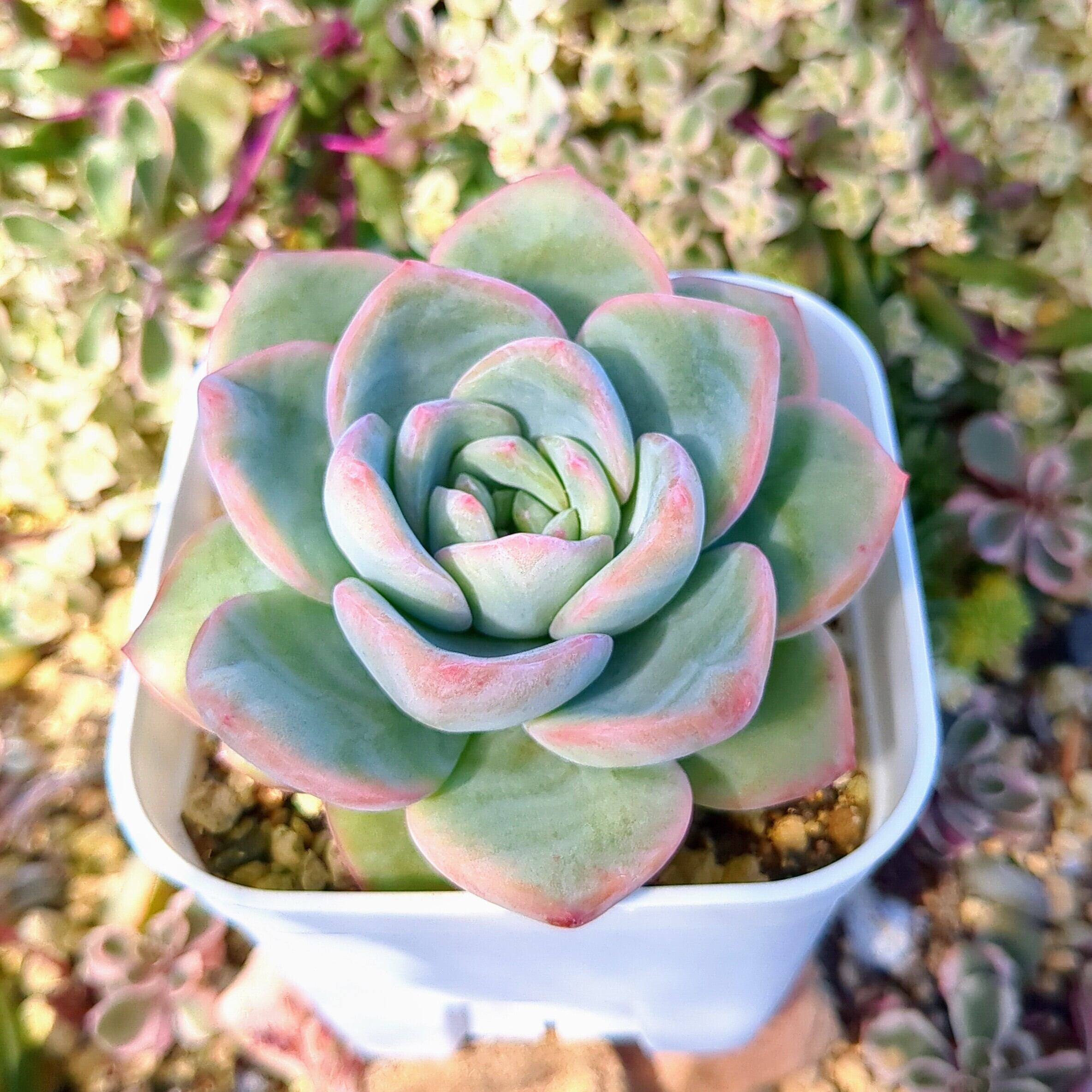 ↘️値下げ‼️☆エケベリア「アマビレ」葉挿しっ子鉢内4苗全て☆ 抜き苗 エケベリア アマビレ（抜き苗） | 多肉植物のネットショップ ST Farm