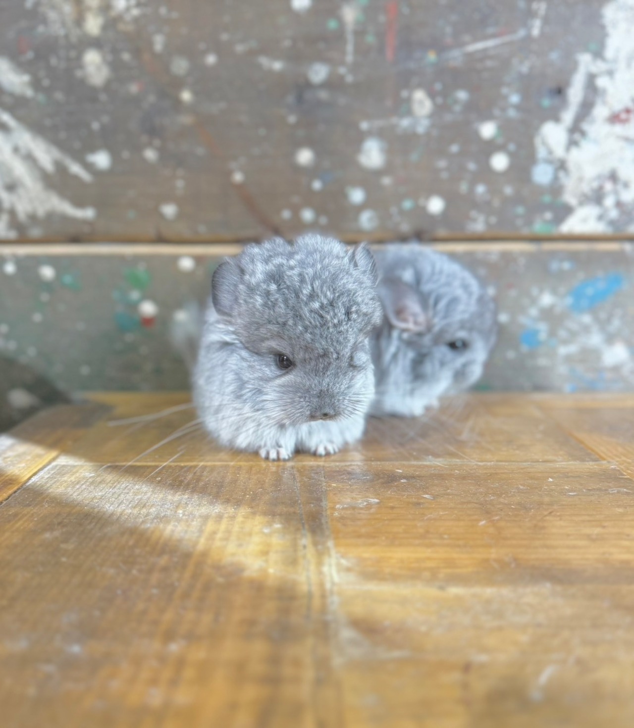 アンゴラチンチラ・スタンダードグレー（バイオレットキャリア）♀ - 4