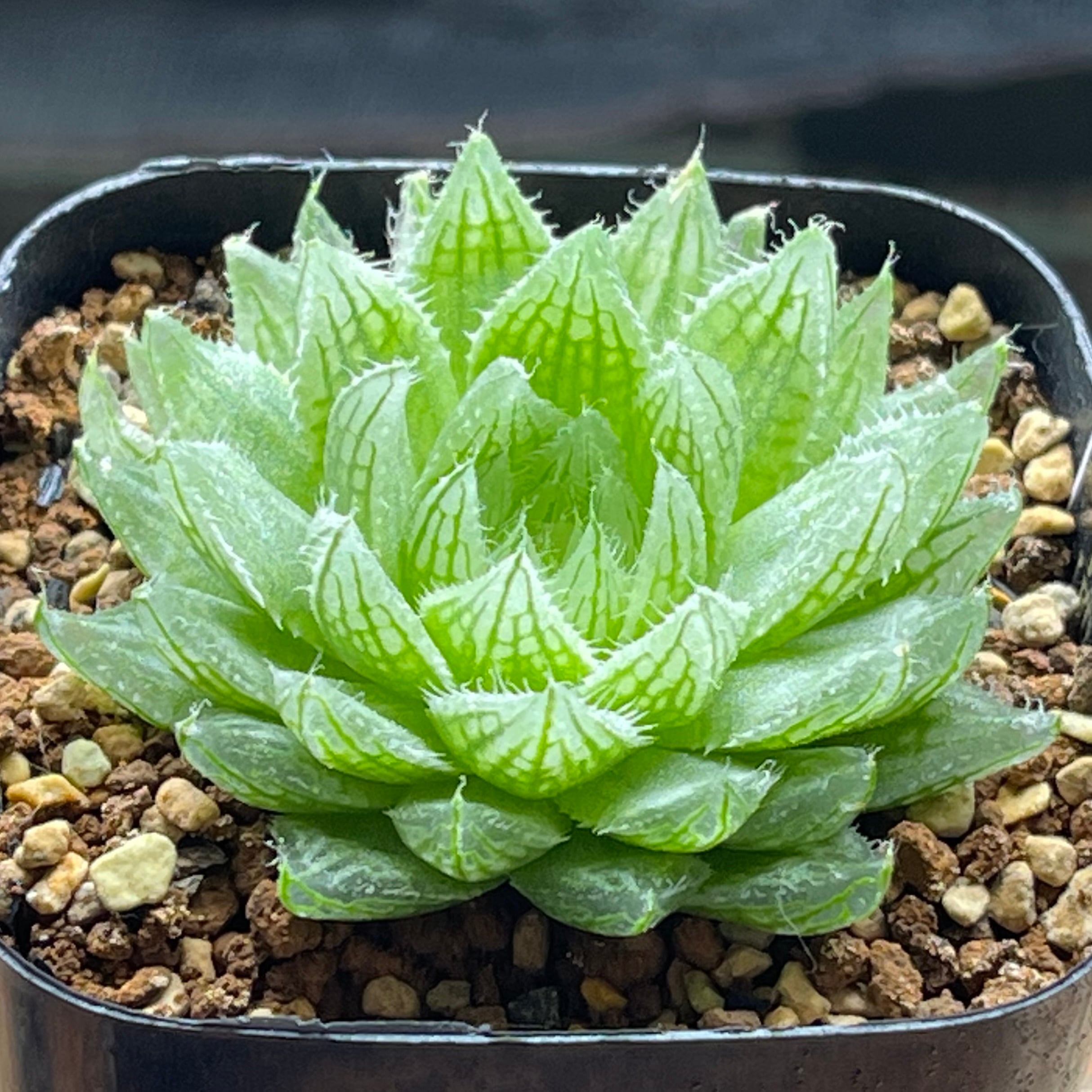 ハオルチア エメラルドLED錦(微斑) | mocono_plants