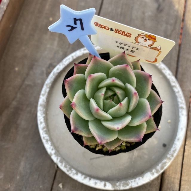 27..farmpalk交配種