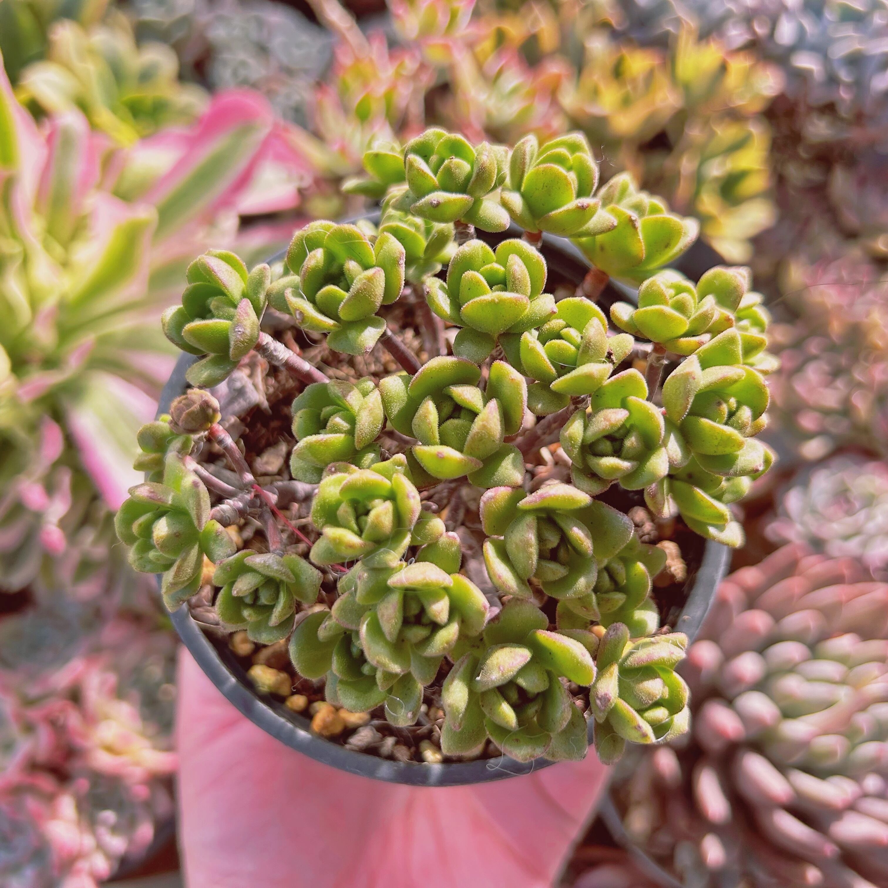 現物　多肉植物　little fox(Aeonium 'Little Fox')  抜き苗