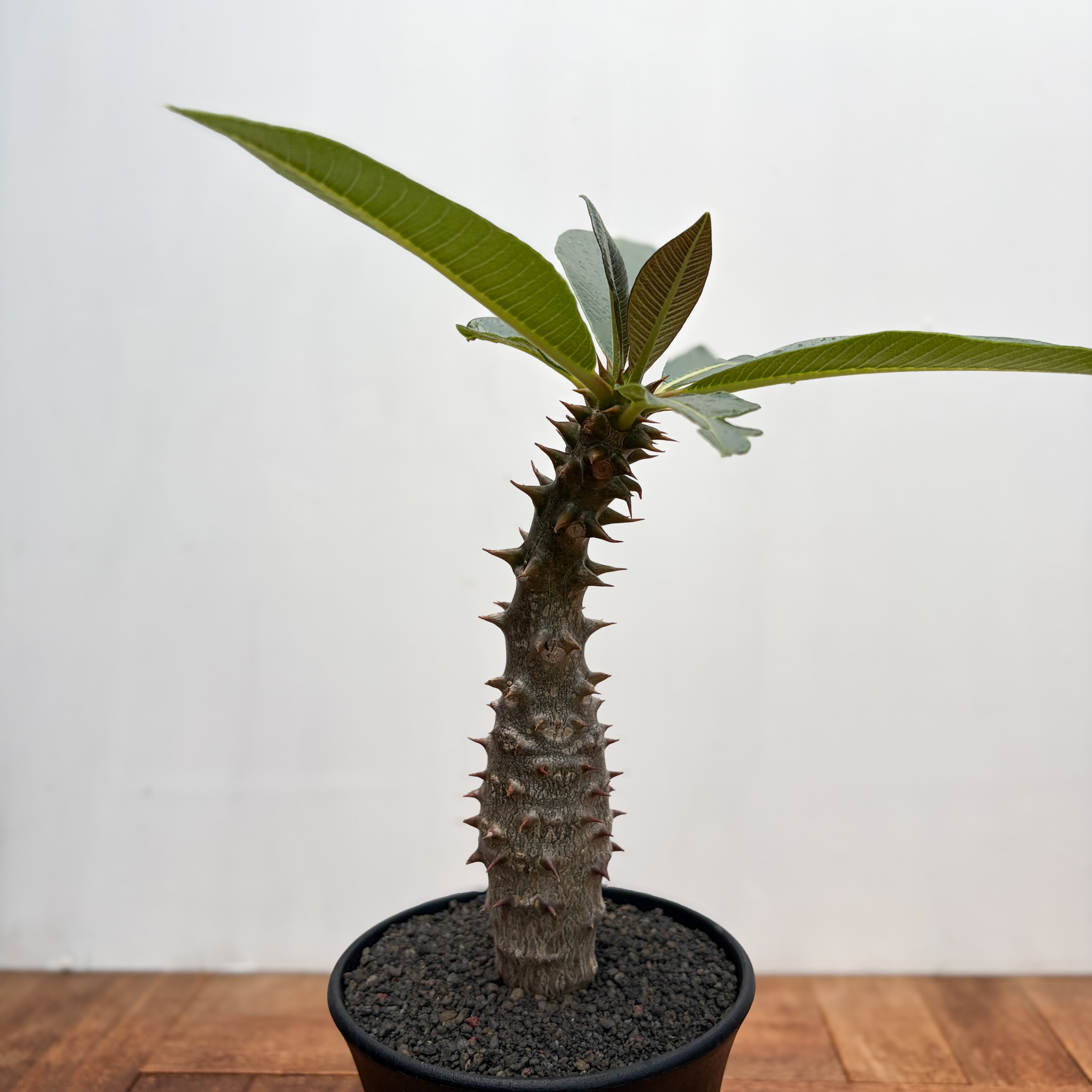 パキポディウム・バロニー 実生株 Pachypodium baronii【パキポディウム・バロニー・実生】 | RIMO'S