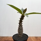 Pachypodium baronii【パキポディウム・バロニー・実生】