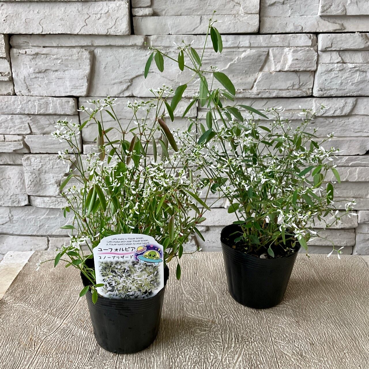 ユーフォルビア ダイアモンドフロスト 3 5寸ポット 橋本種苗園