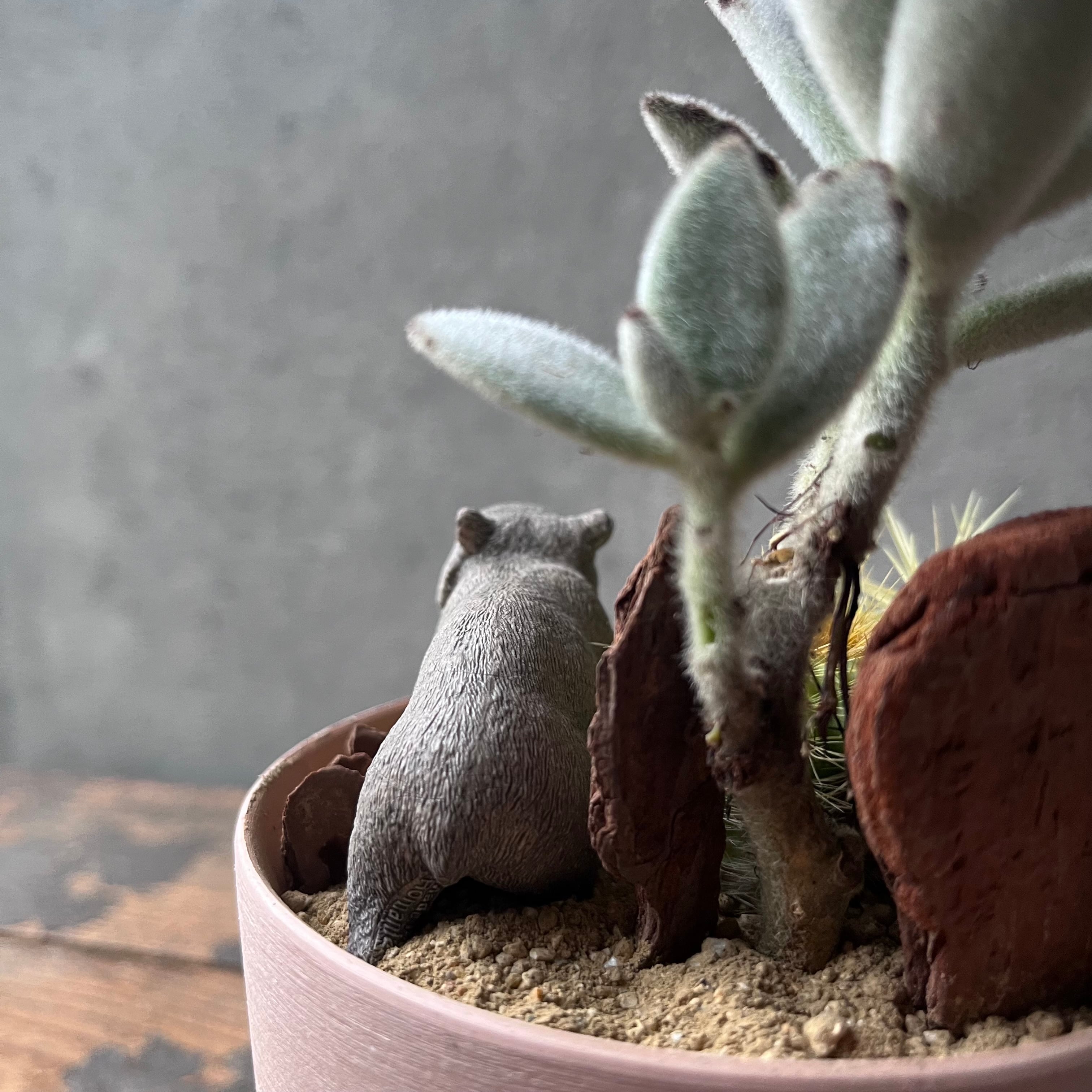 Wombat ウォンバット | SABOTEN MISSILE