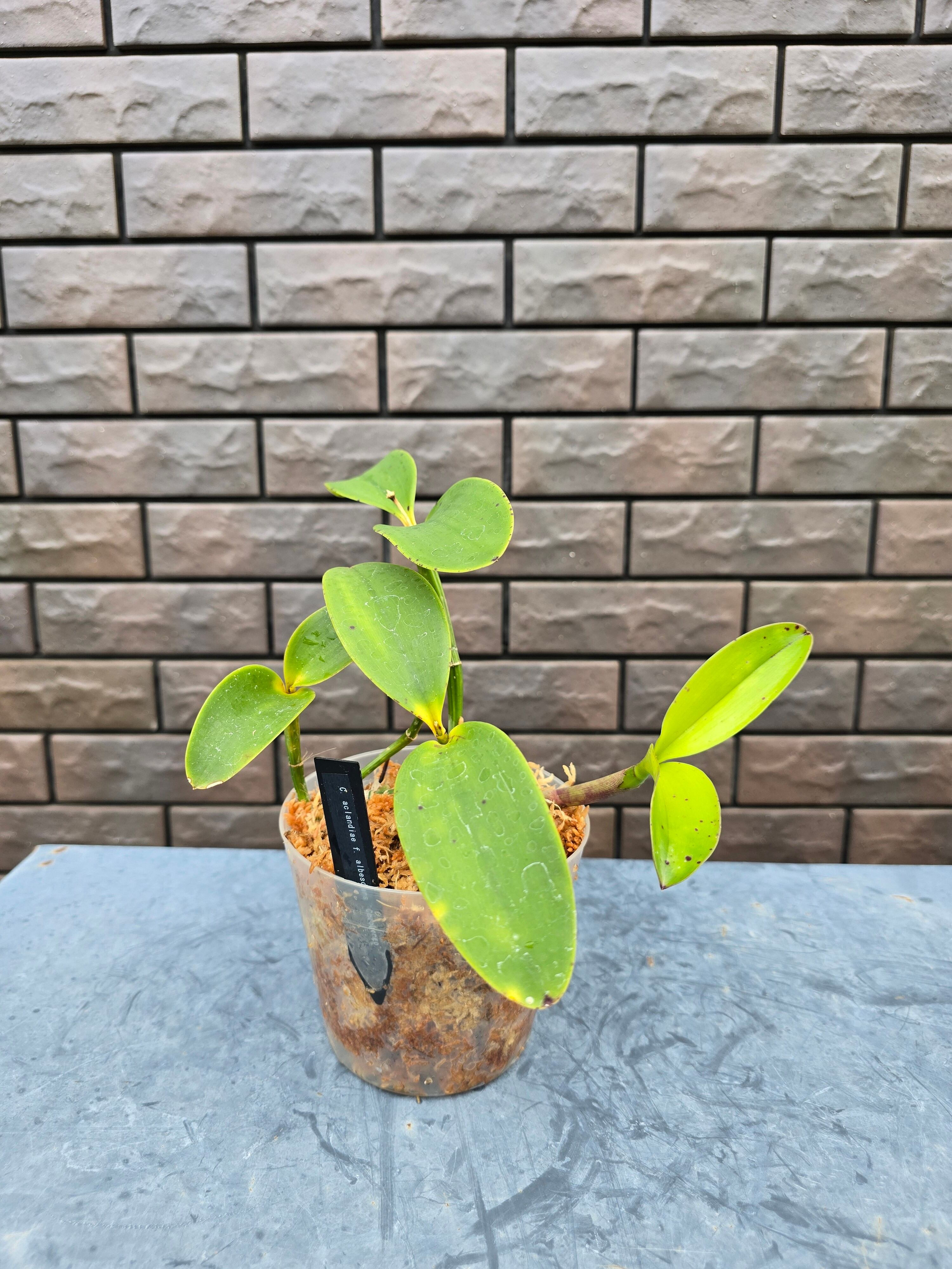 C. aclandiae f. albescens 'Cocobongo' | mytorchid