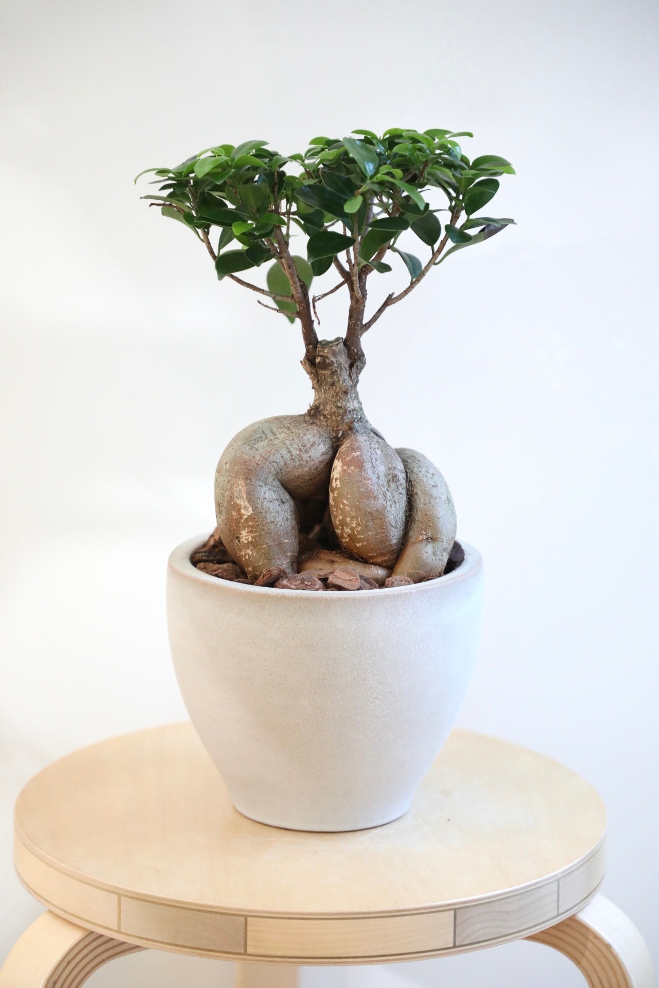 【M】ガジュマル/Ficus microcarpa