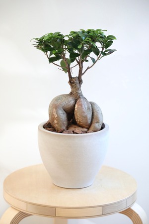 【M】ガジュマル/Ficus microcarpa