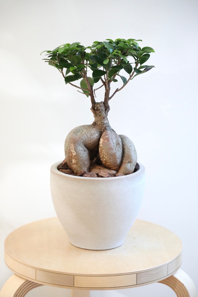 【M】ガジュマル/Ficus microcarpa