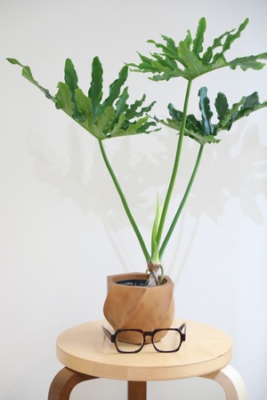 【M】フィロデンドロン セローム /Philodendron