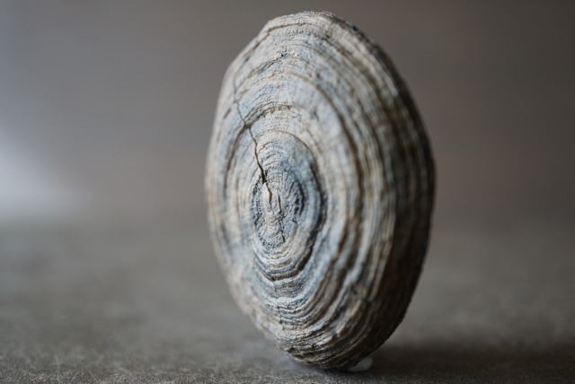 オーストリア産 六放サンゴ化石 Cyclolites sp. 1217