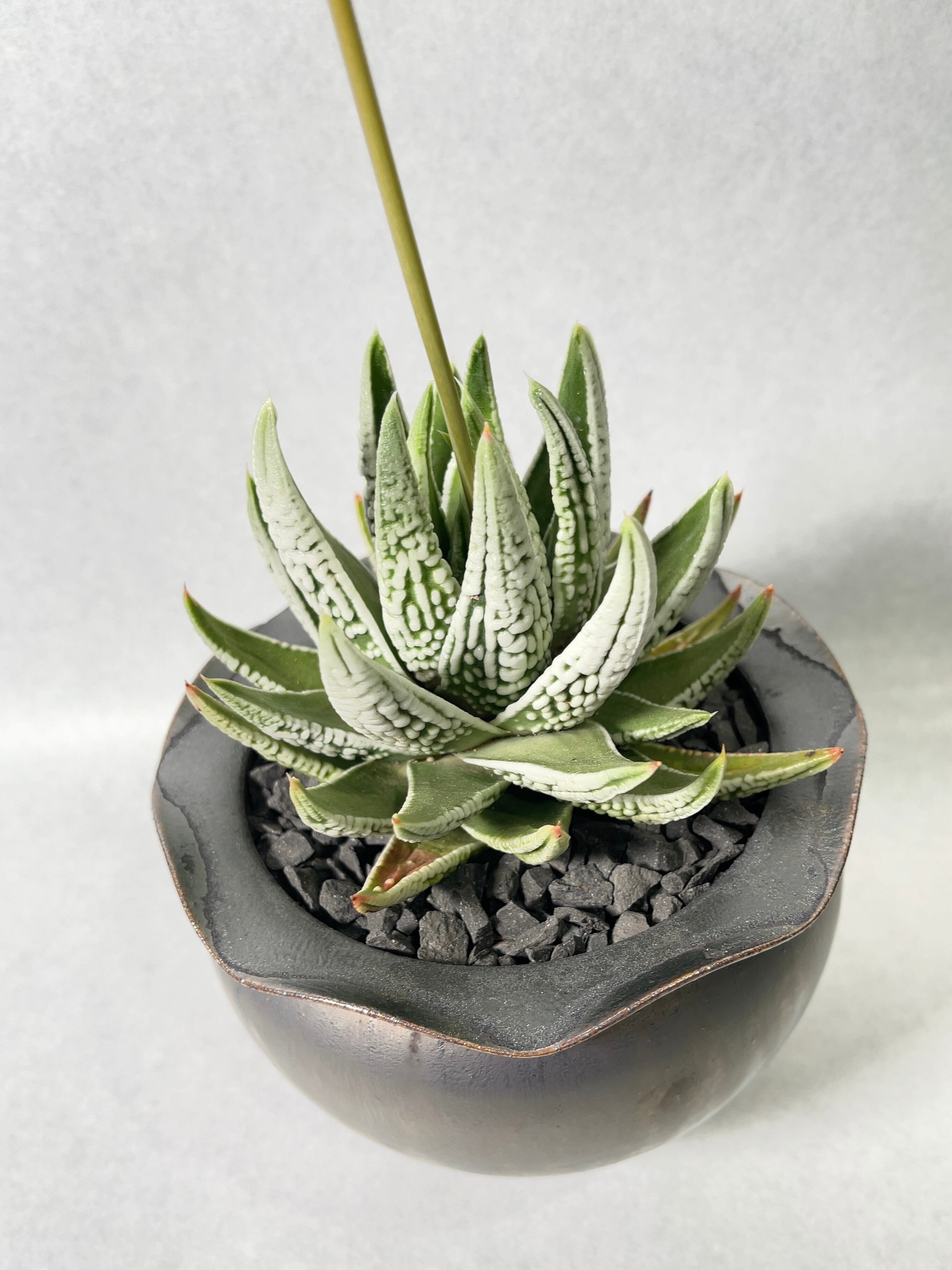 ナイルの一滴 実生 選抜SS v1-1.2 現物 多肉植物 ハオルチア アロエ