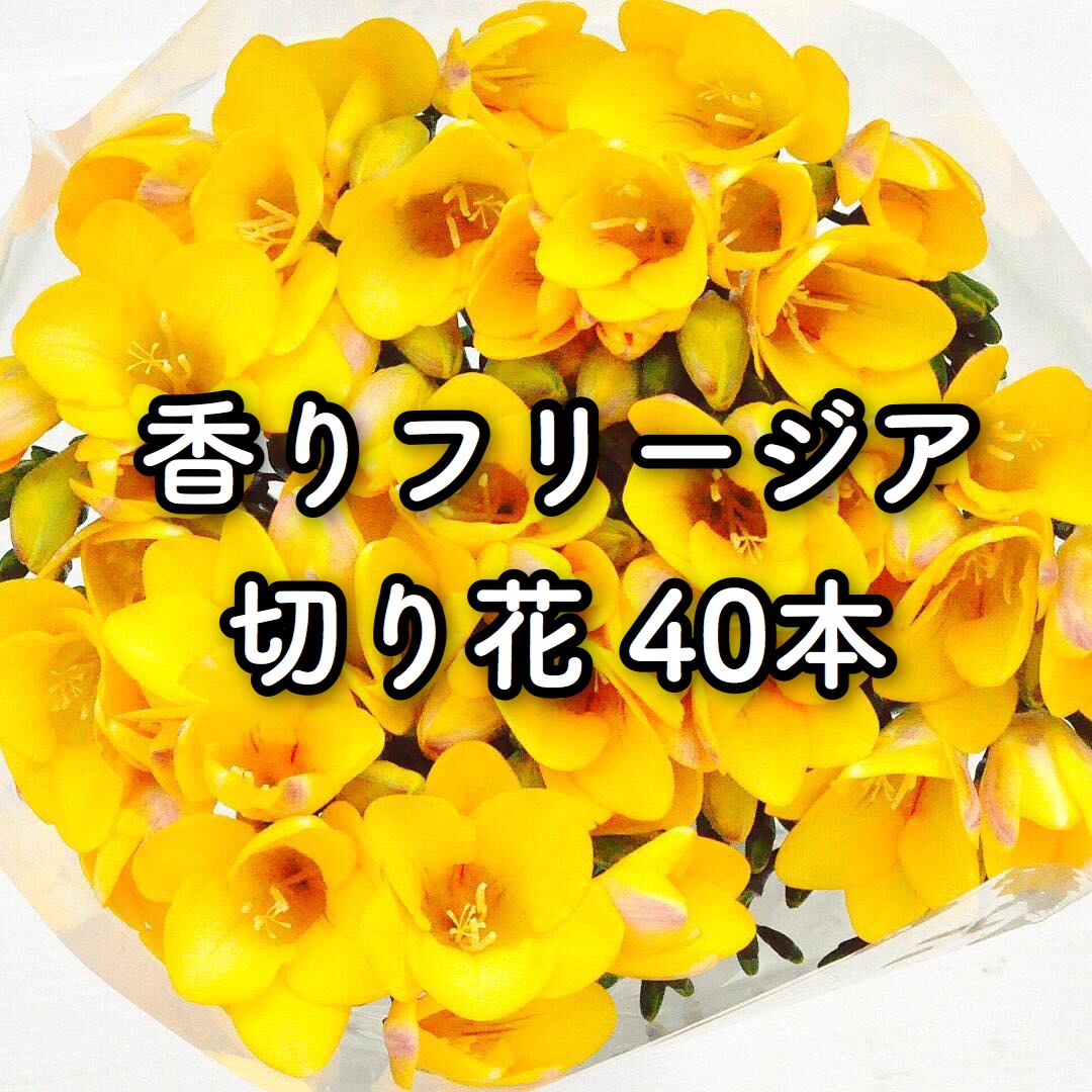 香りフリージア 切り花 黄色 40本 Flower Base