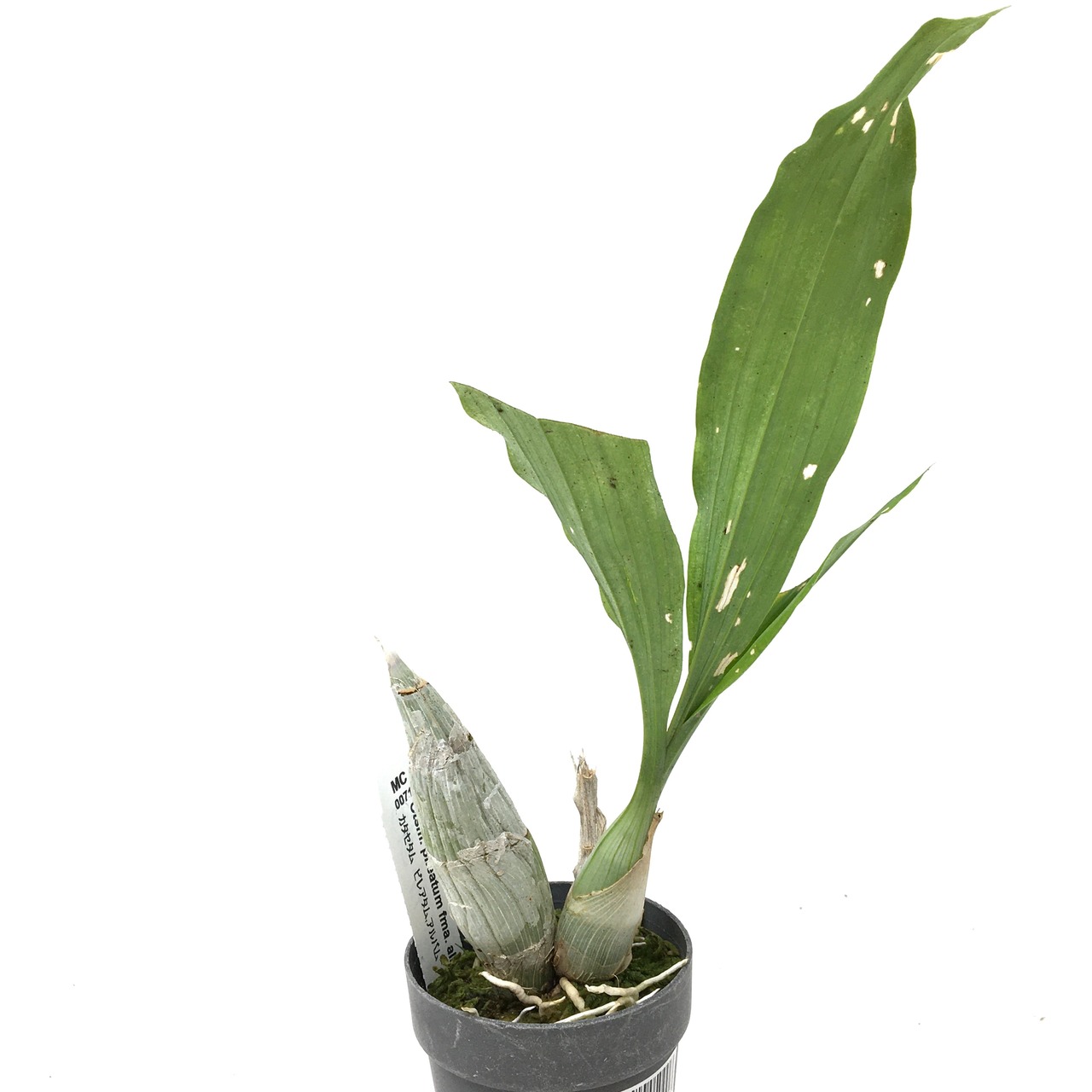 カタセタム　ピレアタム　アルバム【21】