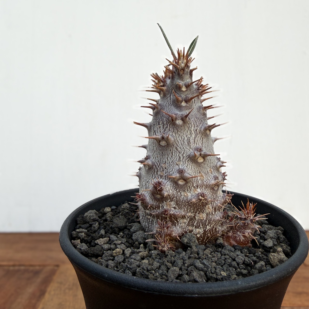 Pachypodium rosulatum var. cactipes【パキポディウム・カクチペス】