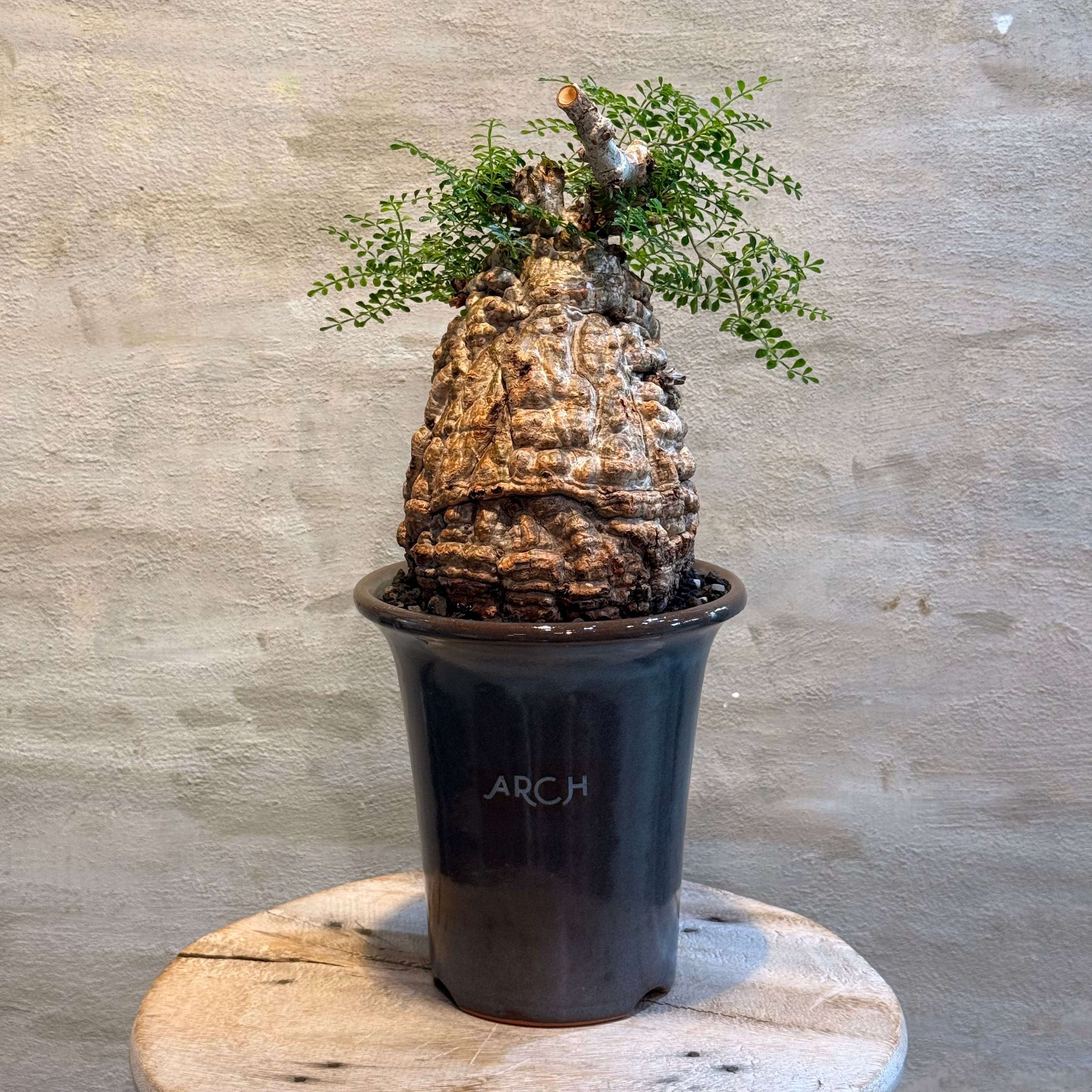 植物 | A-PLANTS