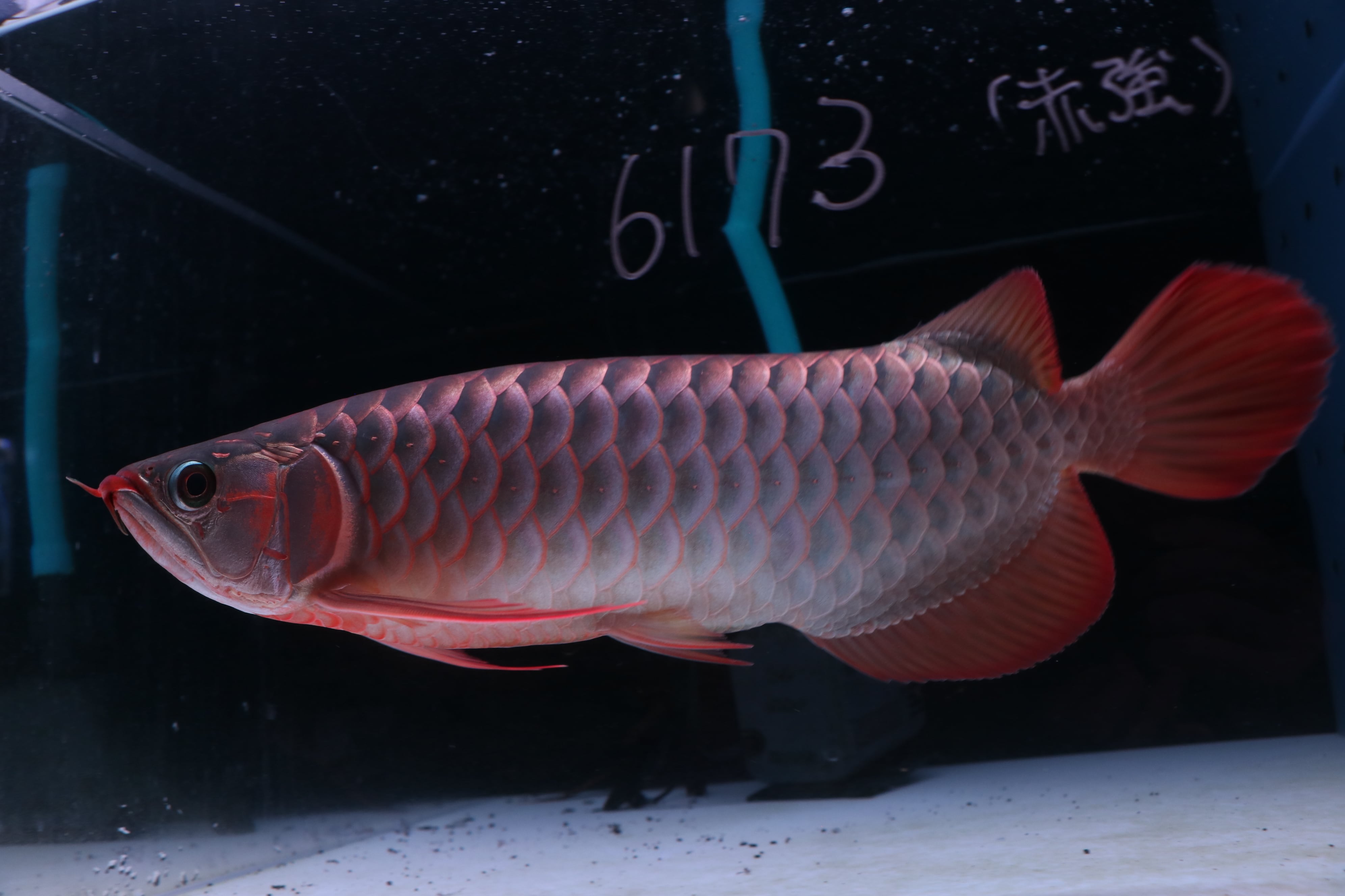 200,001円〜 | アロワナ等の大型魚・熱帯魚のオンライン販売店
