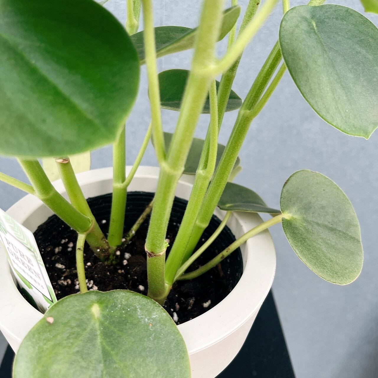現品］【希少】♡かわいい♡ 1番 ペペロミア ホバリア 5号 観葉植物