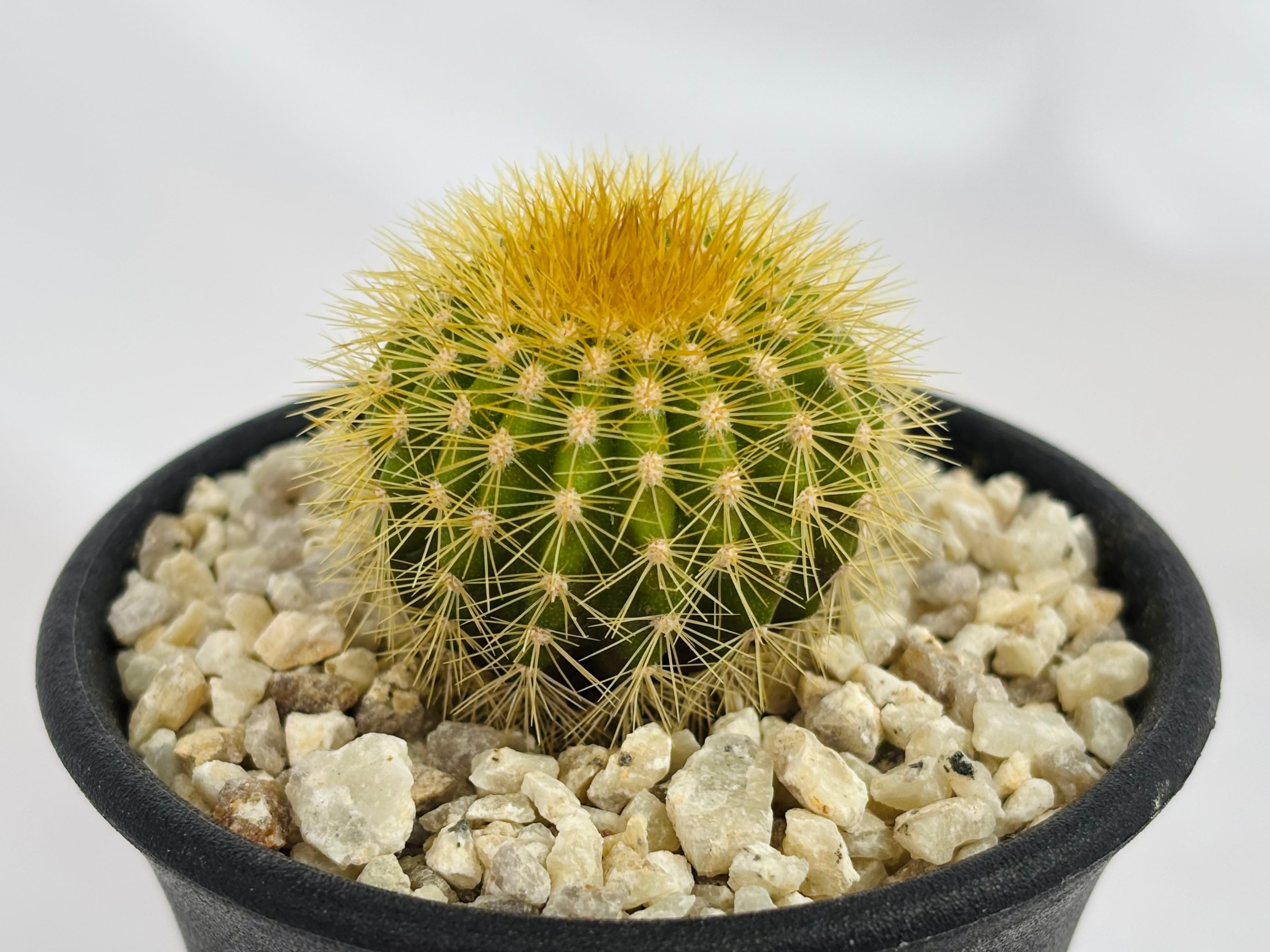 Uebelmannia pectinifera v. eriocactoides ユーベルマニア エリオ