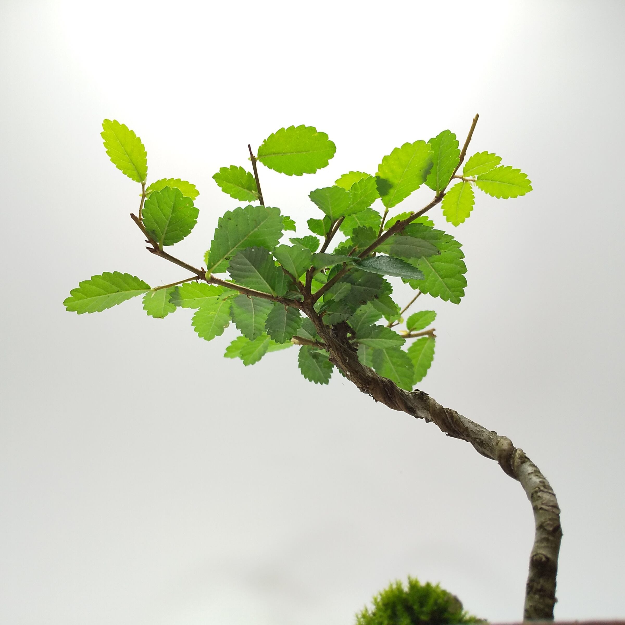 楡欅（けやき） 大型一木彫り 葡萄とりす