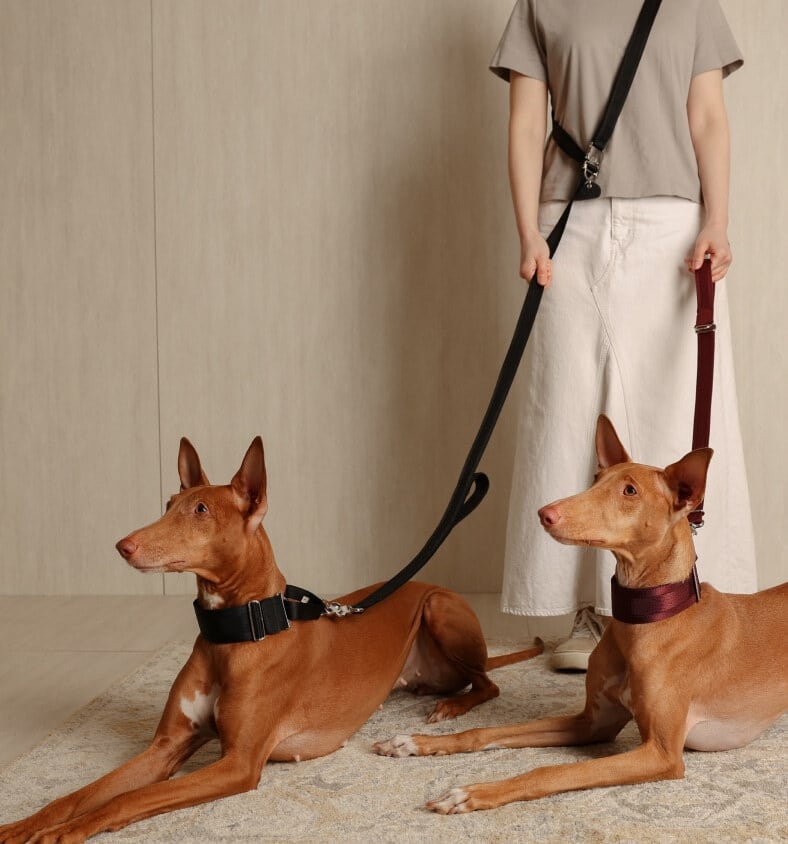 hozi Sサイズ ハーネス サドルハンズフリー リード セット売り Sサイズ」サドルハンズフリー リード【HOZI】 | HOZI(ホジ)