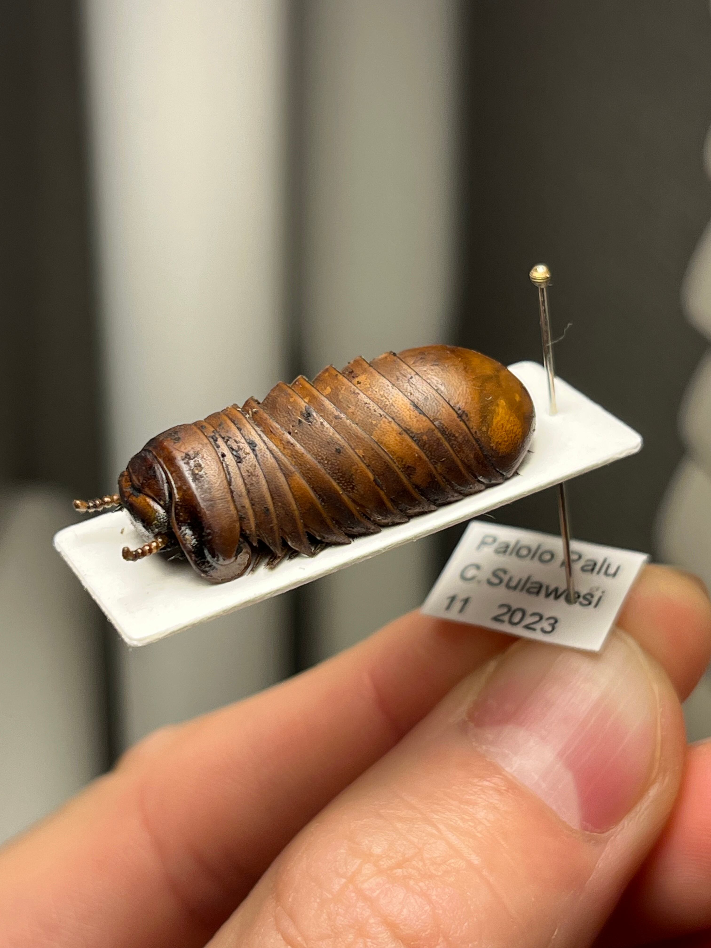 馬陸標本】巨大なババヤスデ？ タランチュラ奇蟲ムカデセンチピード