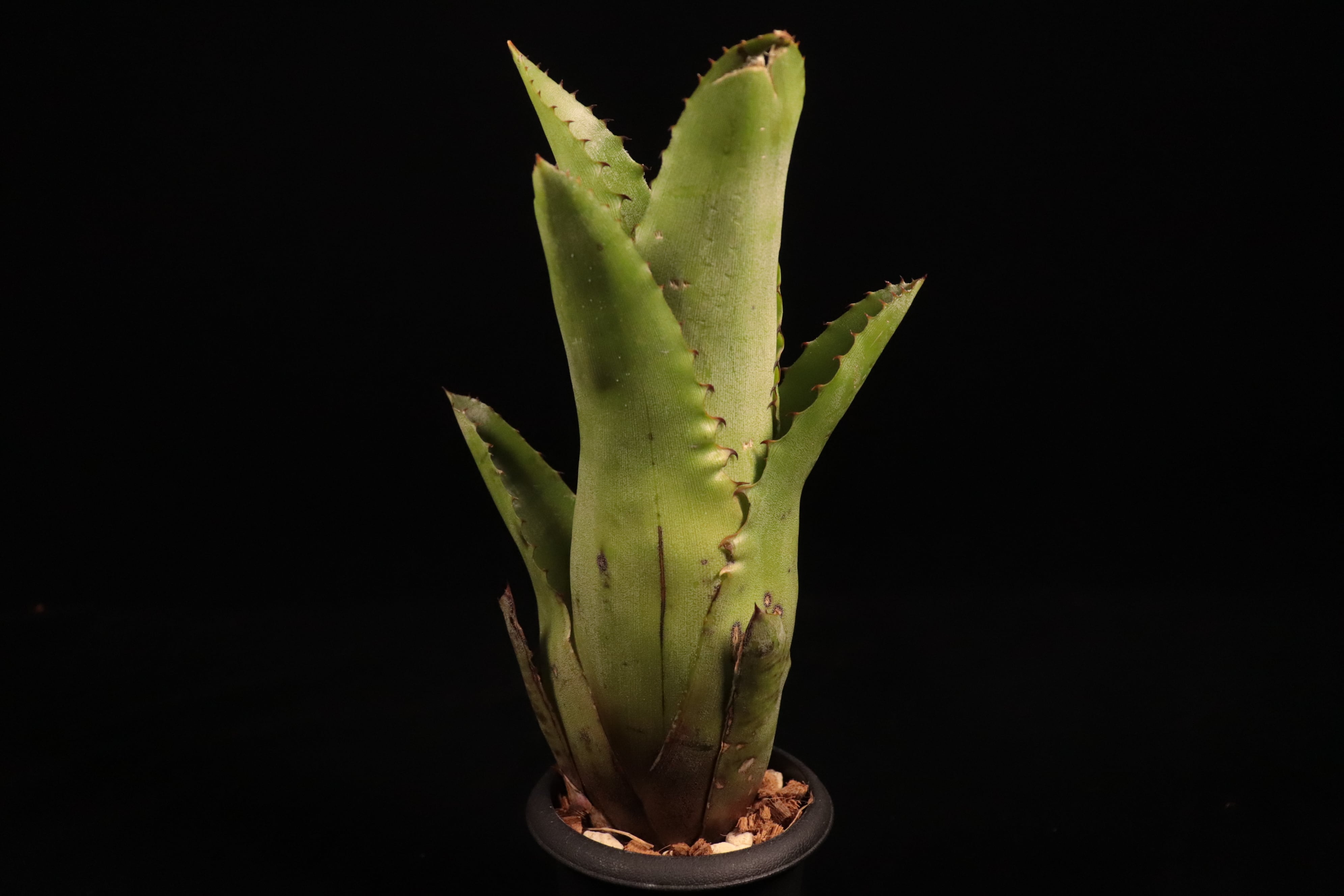 Hohenbergia catingae〔ホヘンベルギア〕H236 | plane plants
