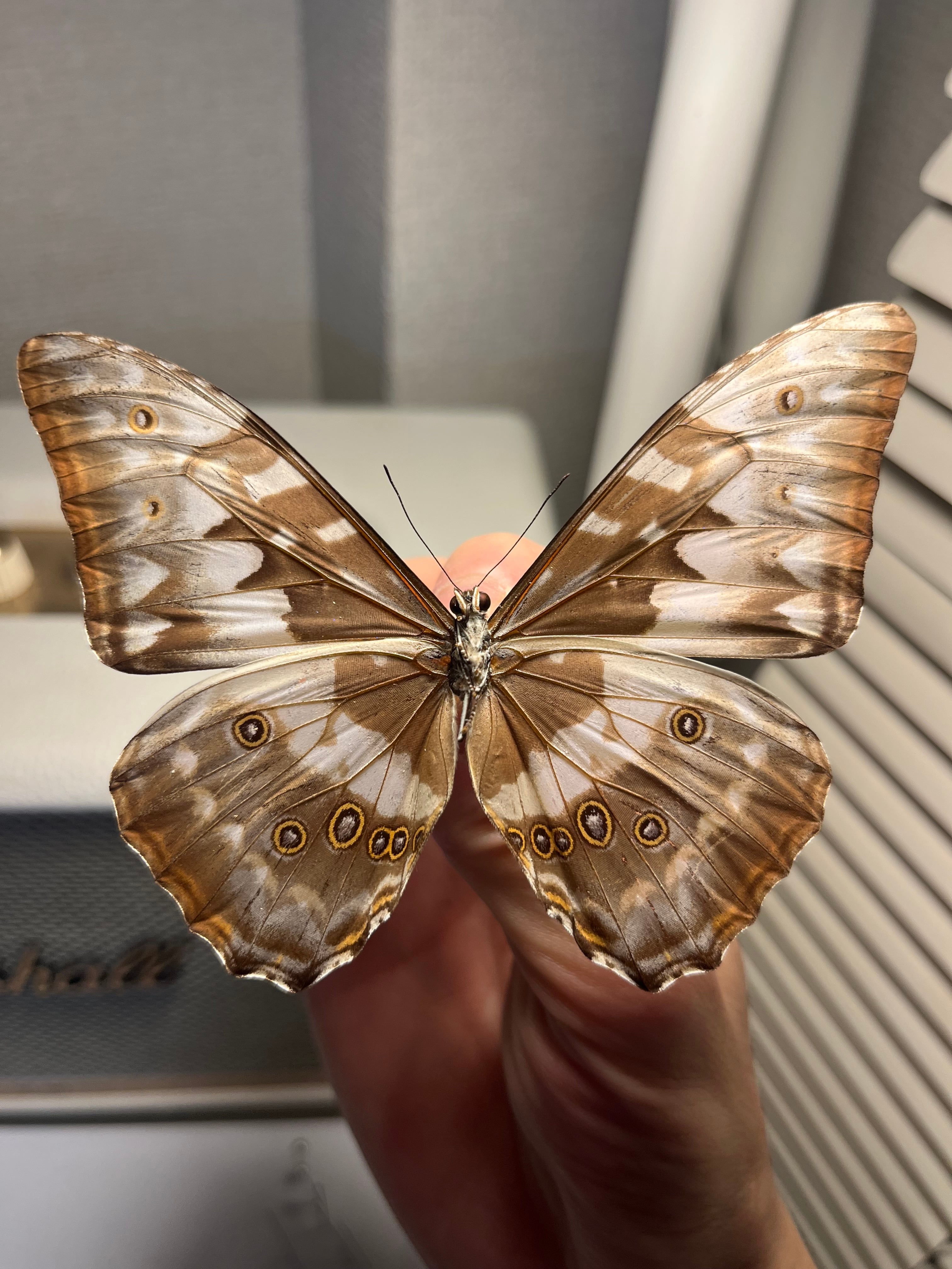 キプリスモルフォ レテノールモルフォ蝶 蛾ピカソモスモルフォチョウ