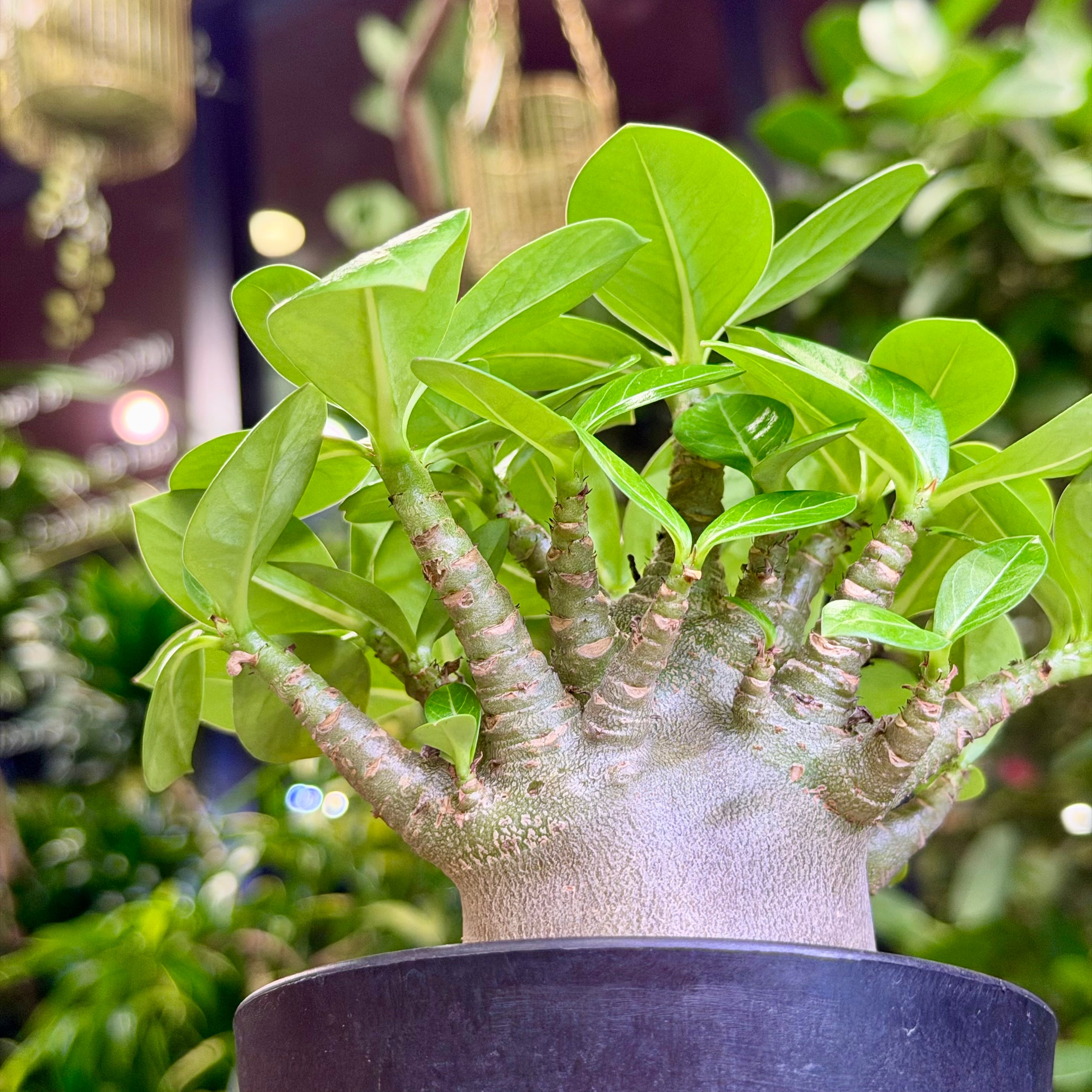 アデニウム・ブラックゴジラ | barrelplants_BONSAI