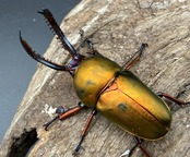 【WD】《パプアキンイロクワガタ 42mm A'品ペア》