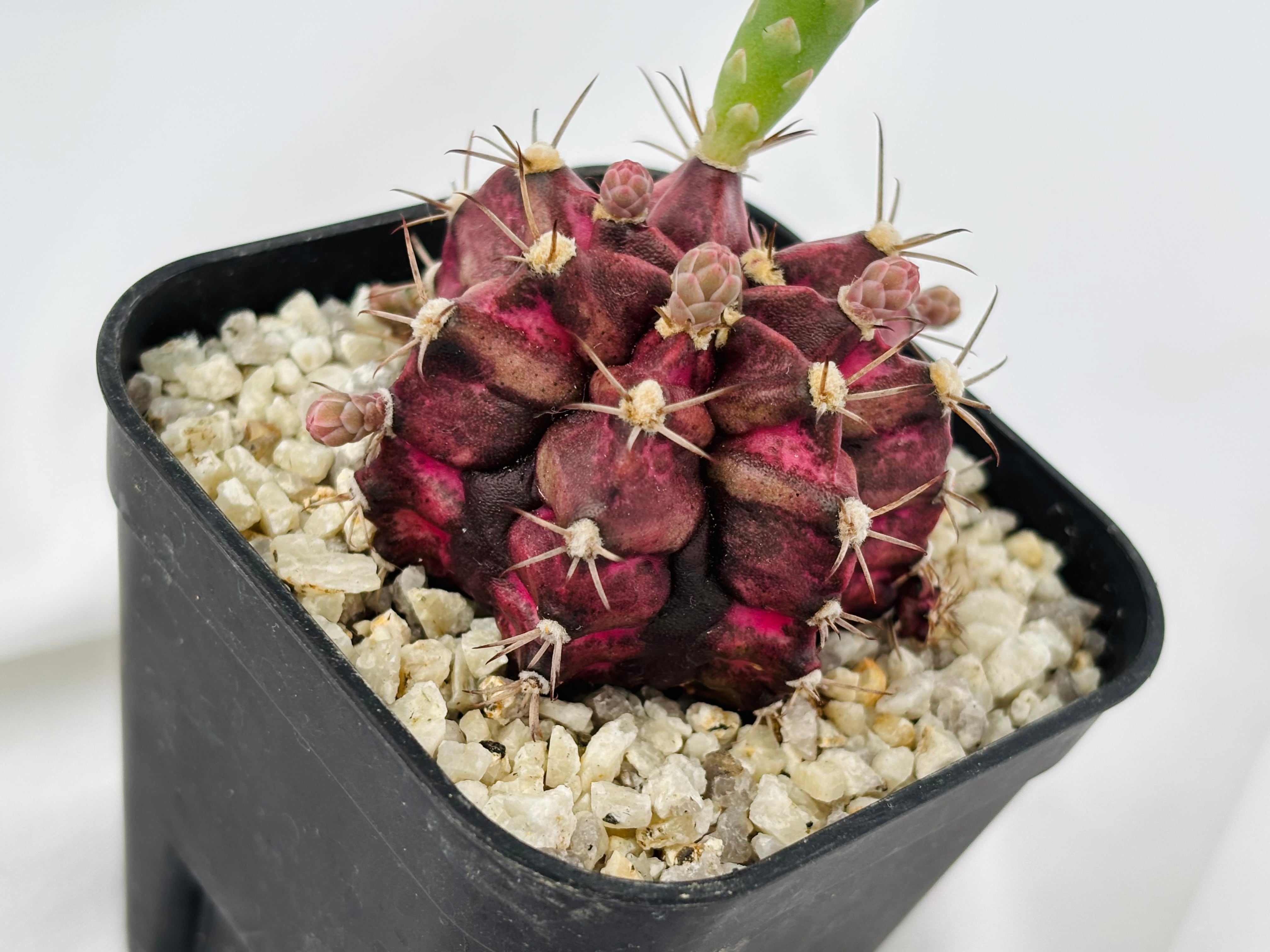 Gymnocalycium mihanovichii 緋牡丹錦 デイドリーム×LB サボテン