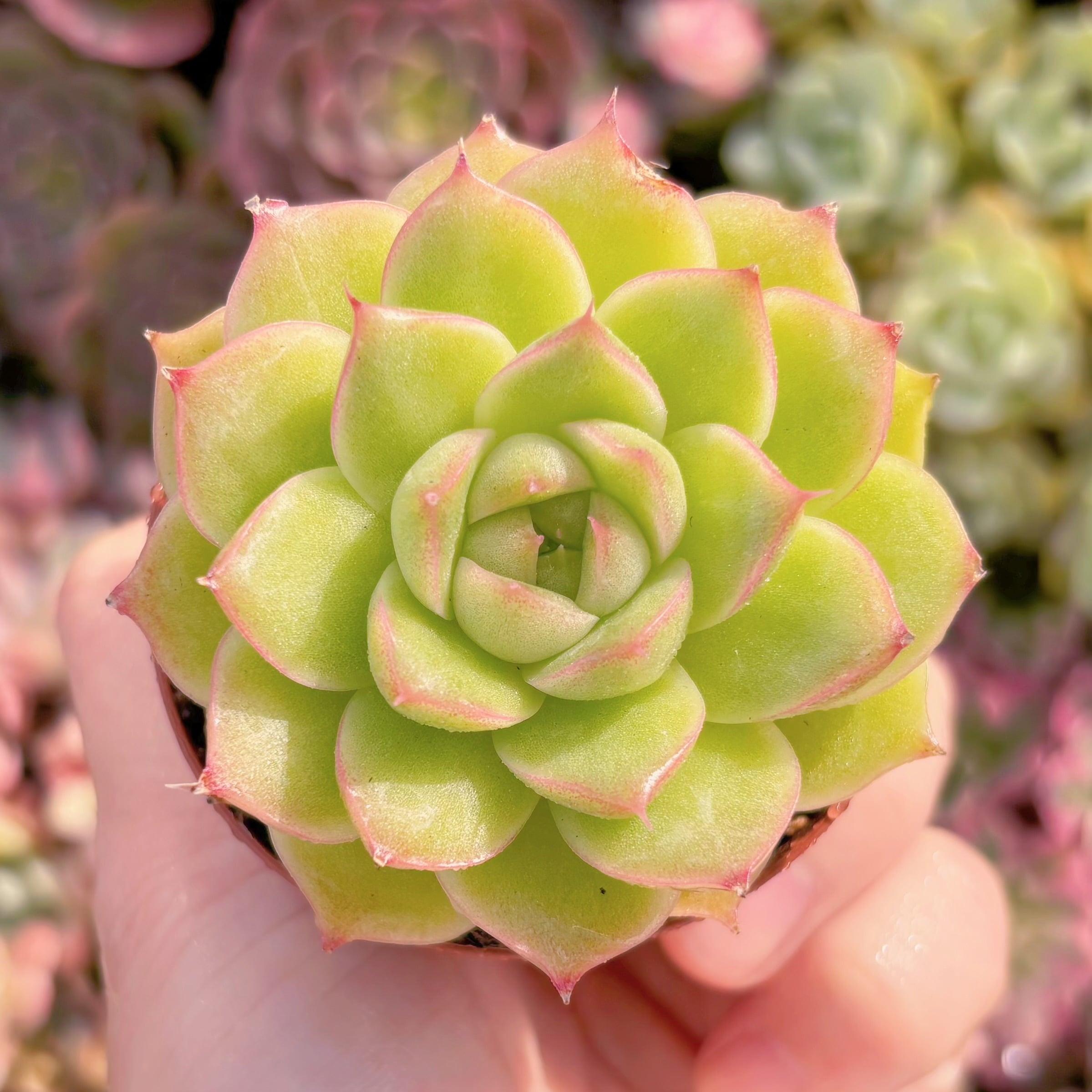 現品　コラジ#A081　るる農園