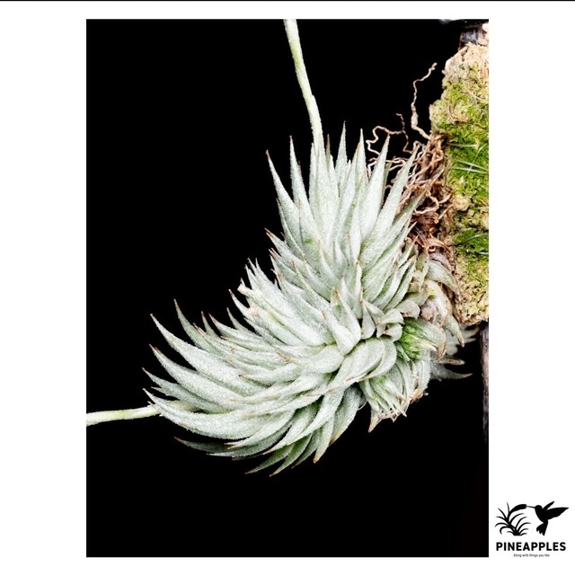 Tillandsia loliacea From FE