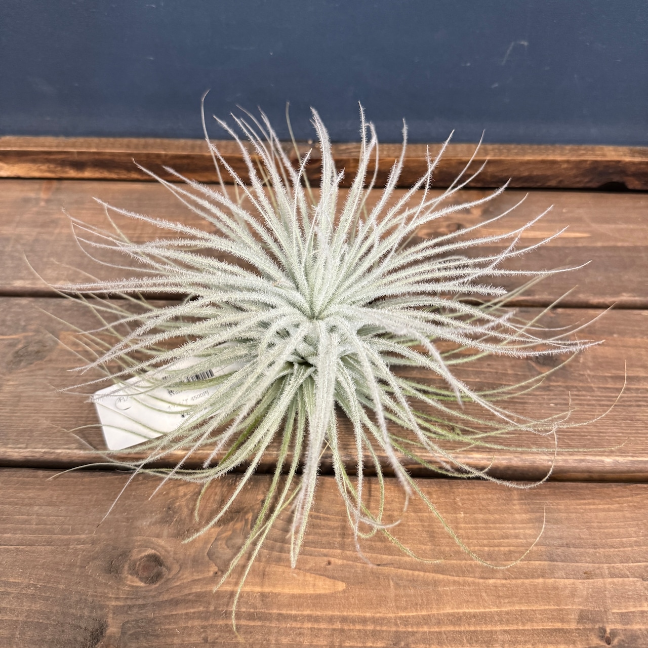 チランジア テクトラム XL【885】