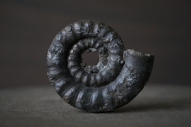 イギリス産黄鉄鉱化アンモナイト  Pyritized Ammonite 2077