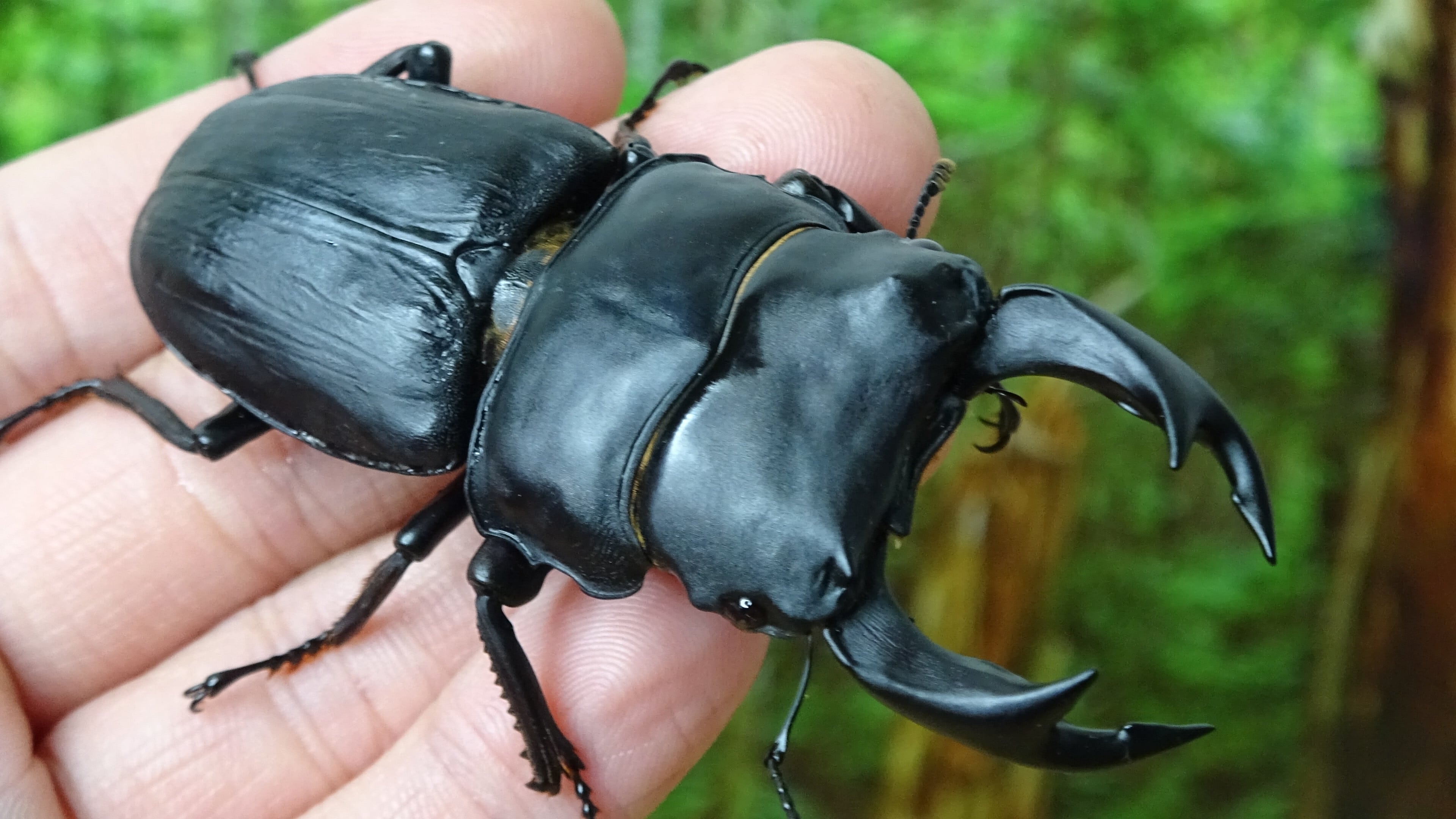 オオクワガタ久留米産82.5 mm