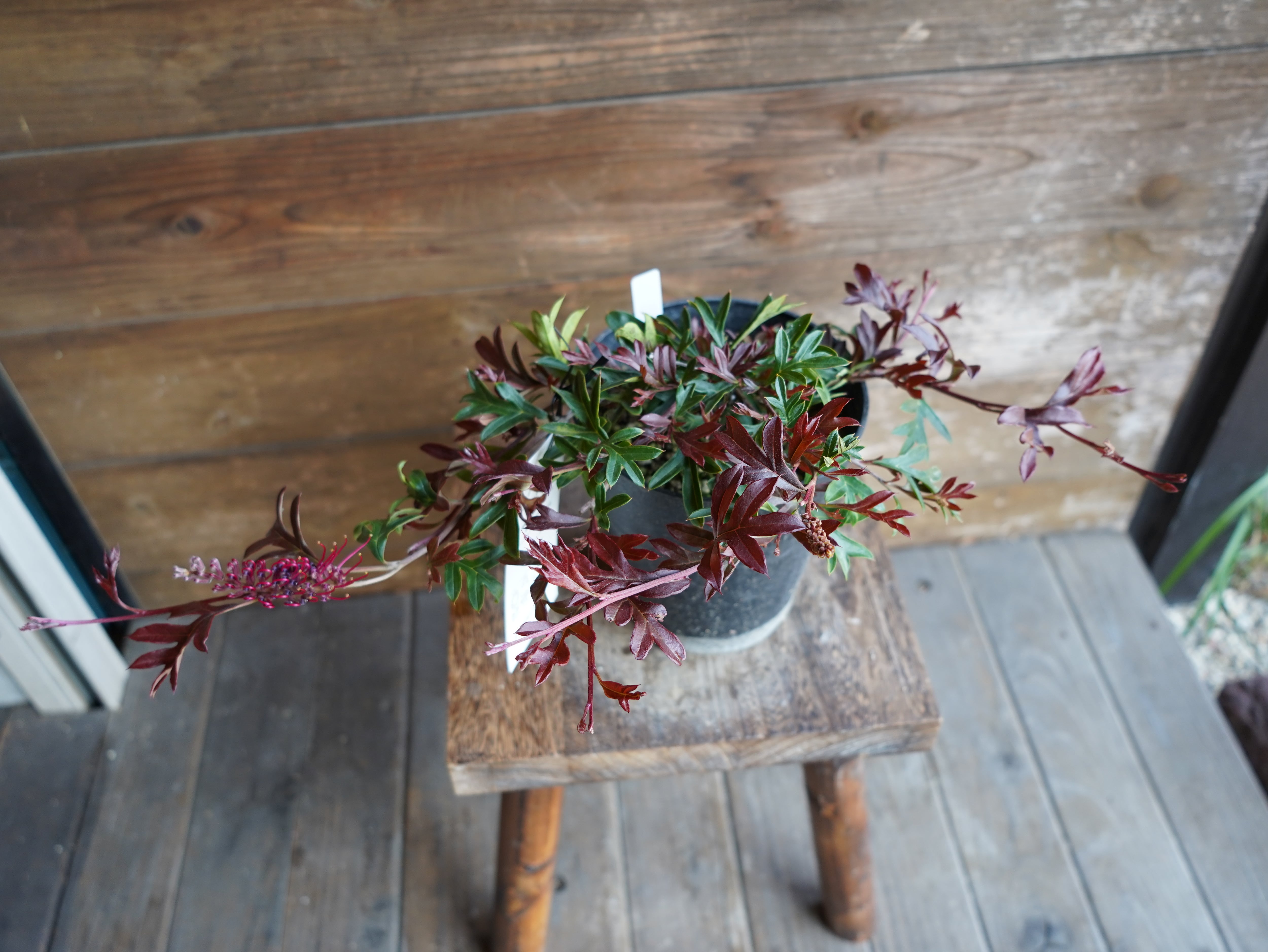 【現物】グレビレア　"ガウディチャウディ"　E