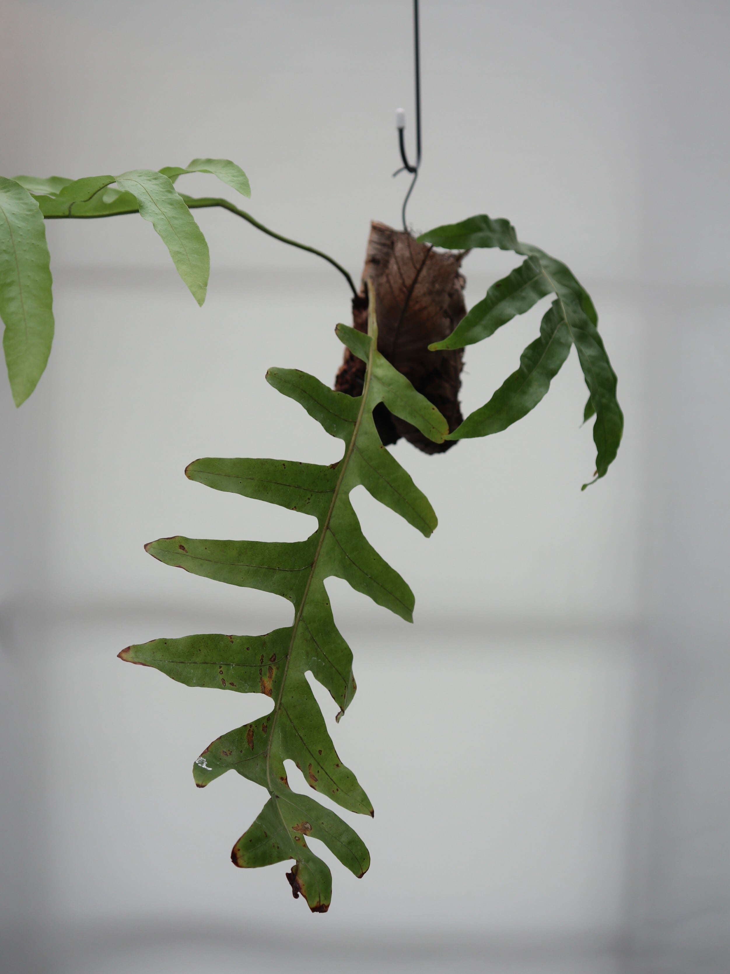 ストレリチア ストレチア 花芽付き レギネ 10号 120㎝ 大 | Pay ID