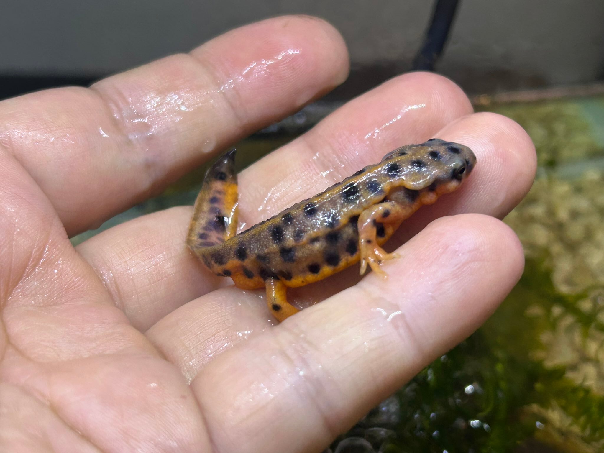 アカハライモリ色彩変化（5-7cm） （極上個体の子供） 水中生活、冷凍