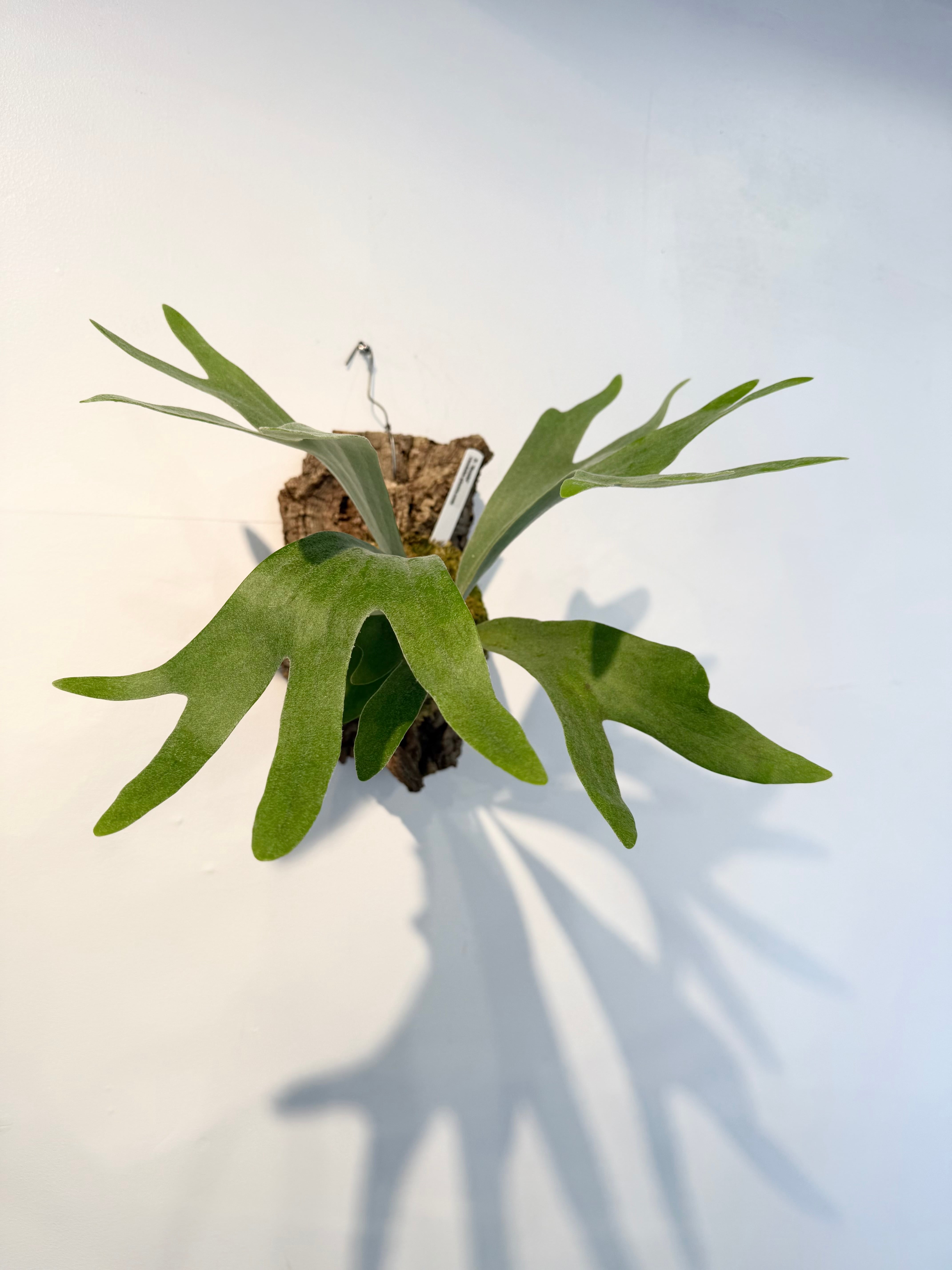 a) P. 'Bambi' ビカクシダ バンビ | vandaka plants