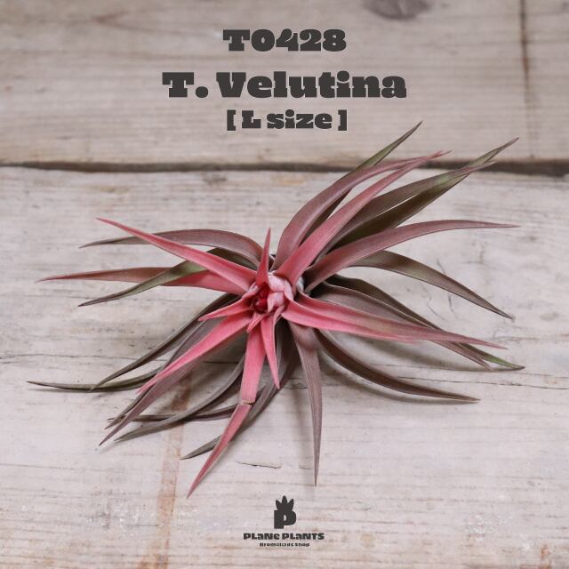 【送料無料】ベルティナ L (花芽付き)〔エアプランツ〕現品発送T0428