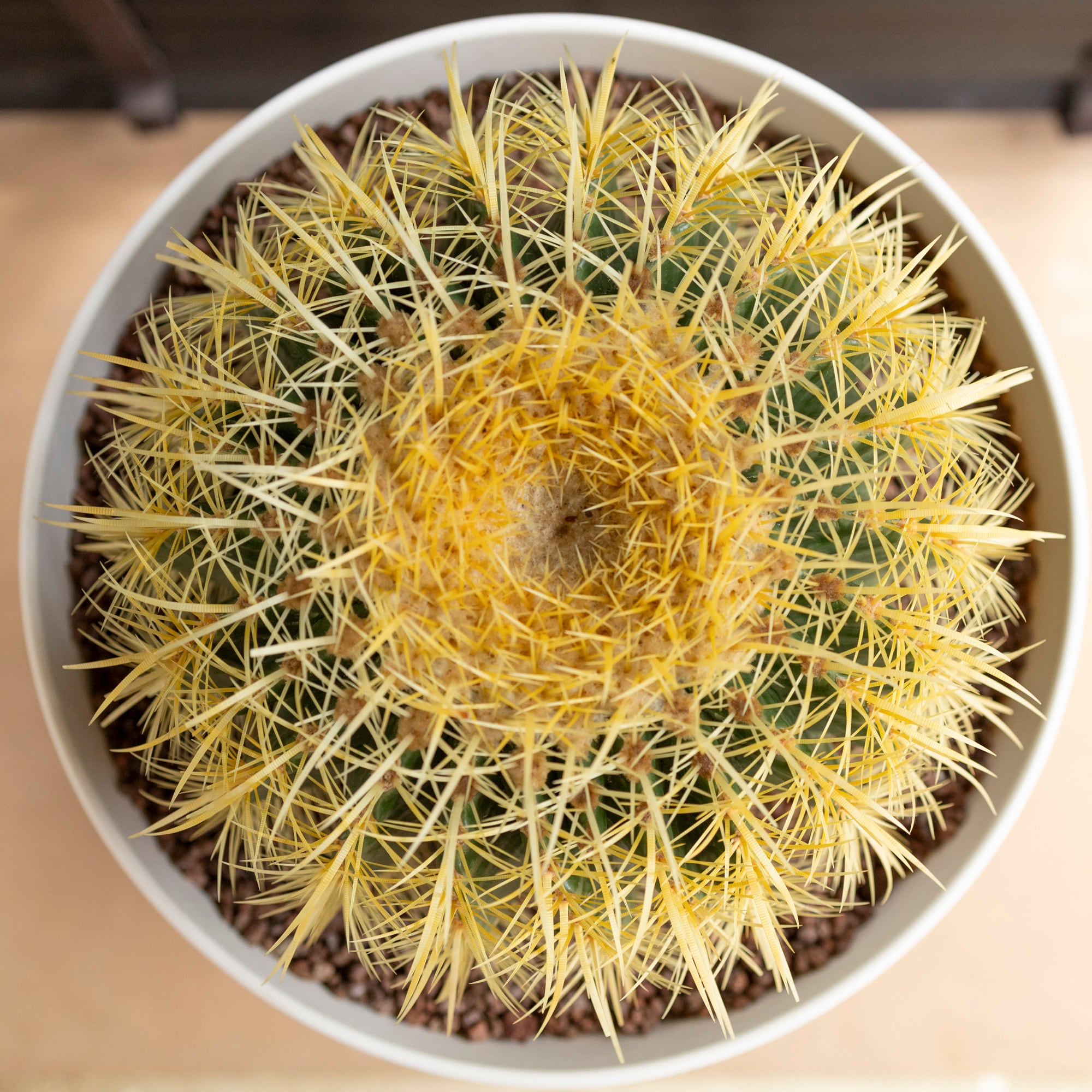 キンシャチ⭐︎金鯱12号⭐︎6月3日発送分⭐︎ 36cmセーナリー鉢