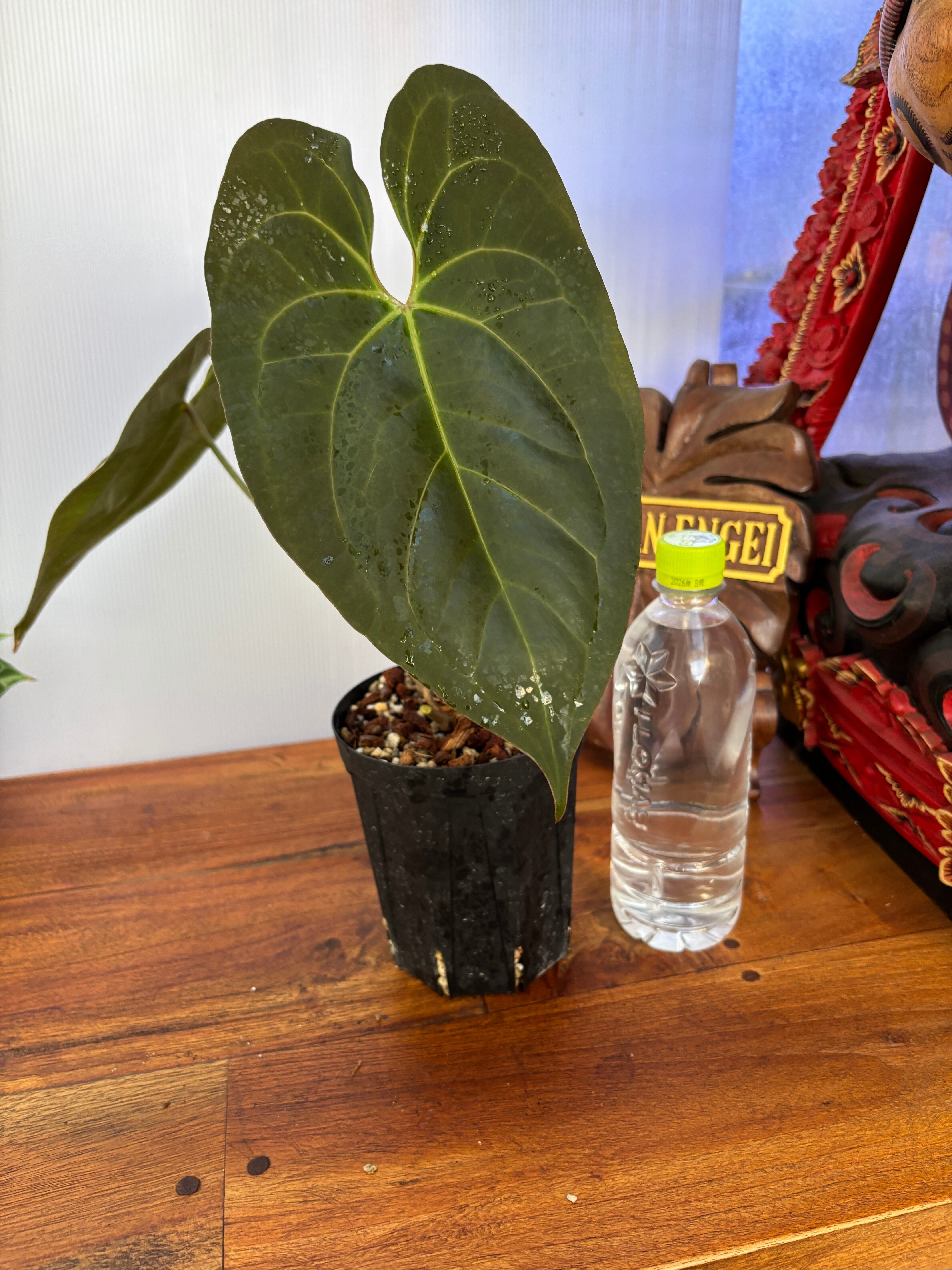 Anthurium | BA PLants