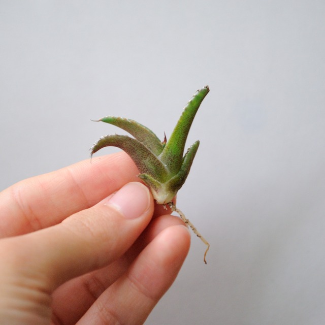 アガベ チタノタ シーザー 凱薩 no.3