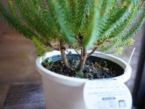 【現物】エリカ　Ｓ．’ライトスパーク’　B