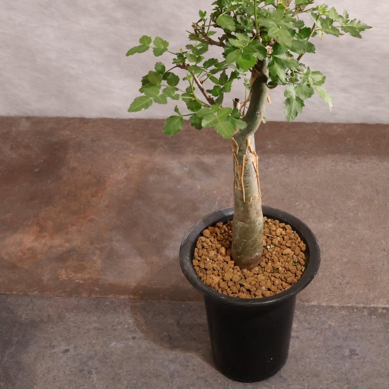313 剥ける樹皮が魅せる『ブルセラ ファガロイデス Bursera fagaroides