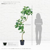 アルテシマ エレガントスパイラル 200㎝［人工観葉植物・フェイクグリーン］